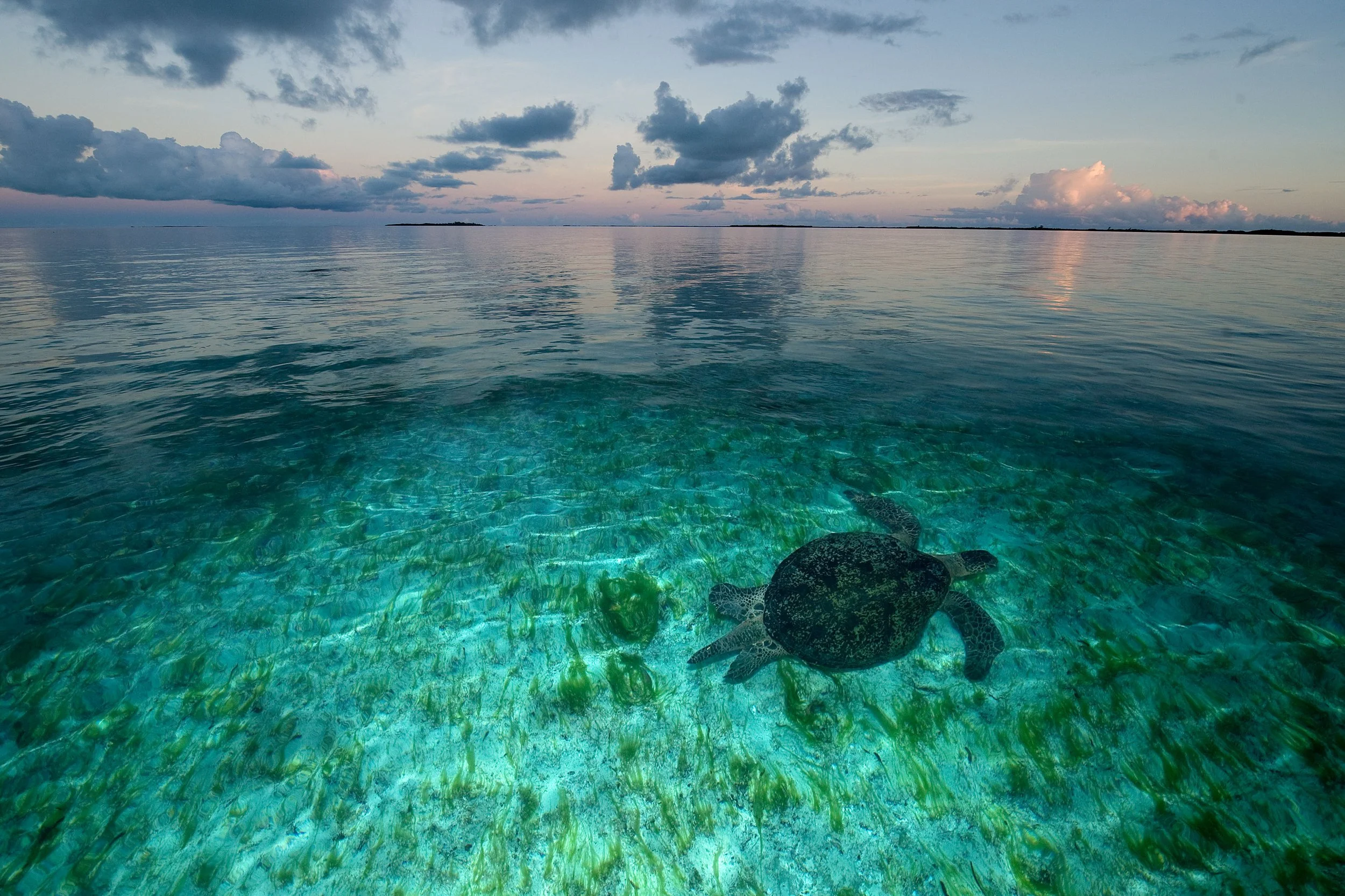 Project_20080322_0008©Thomas Peschak.jpeg