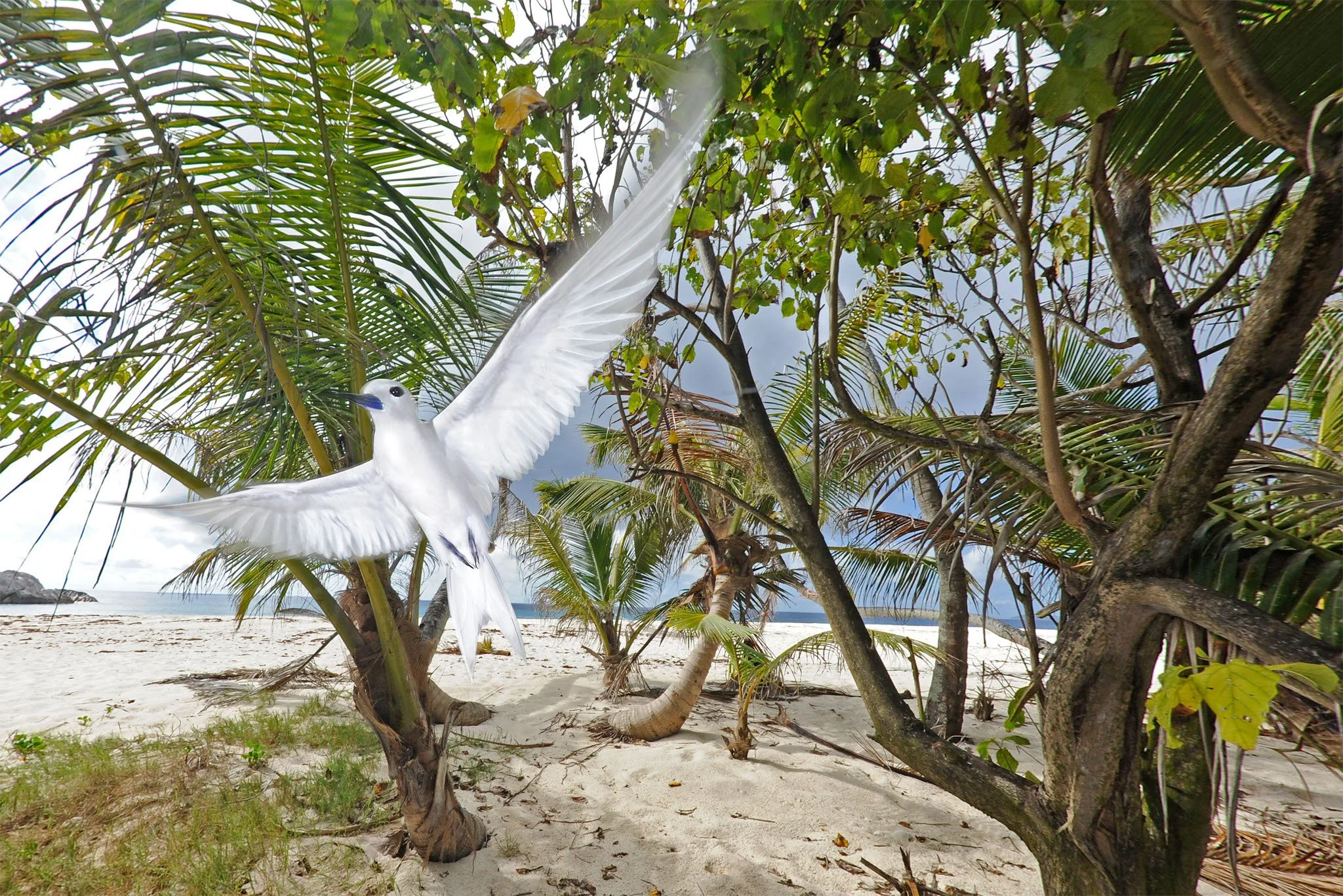 Project_20081007_0022©Thomas Peschak.jpeg