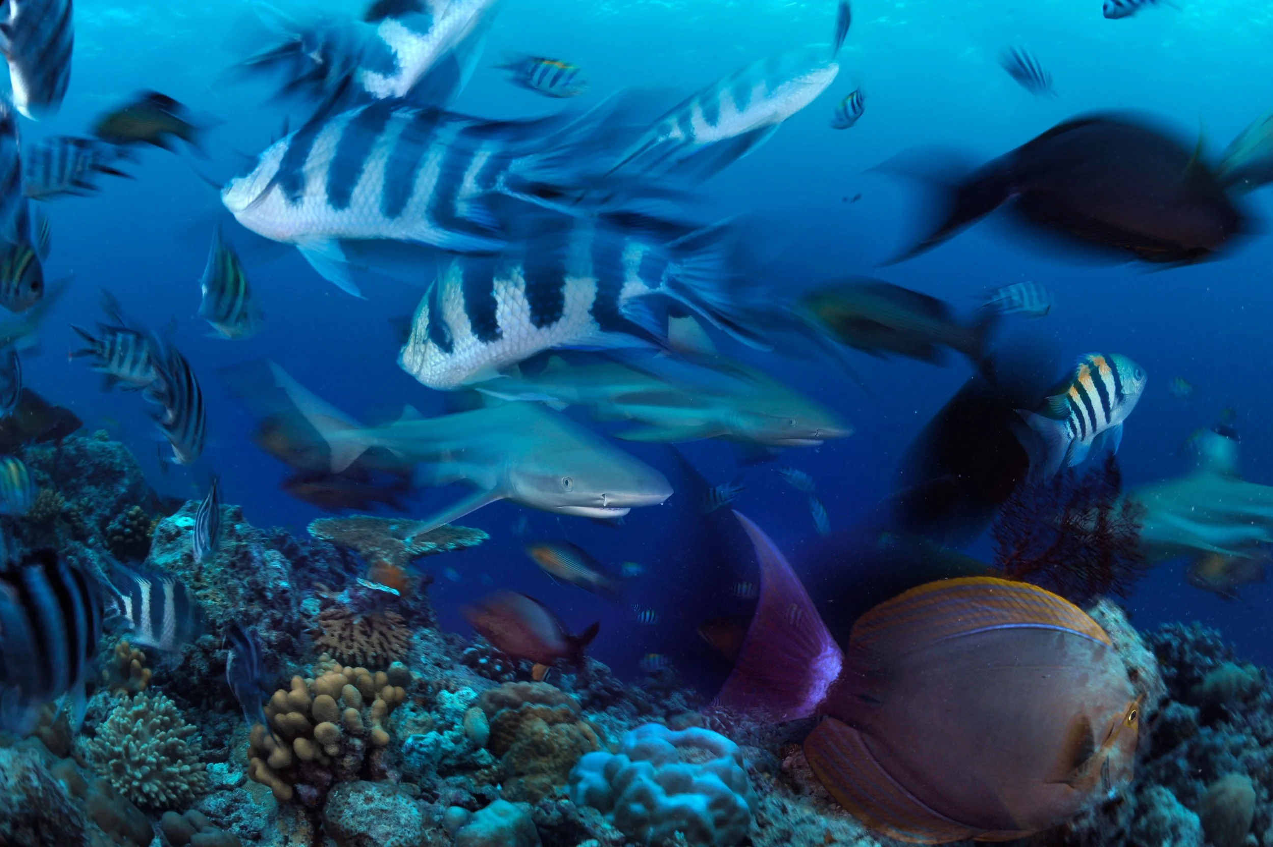 Project_20130521_0015©Thomas Peschak.jpeg