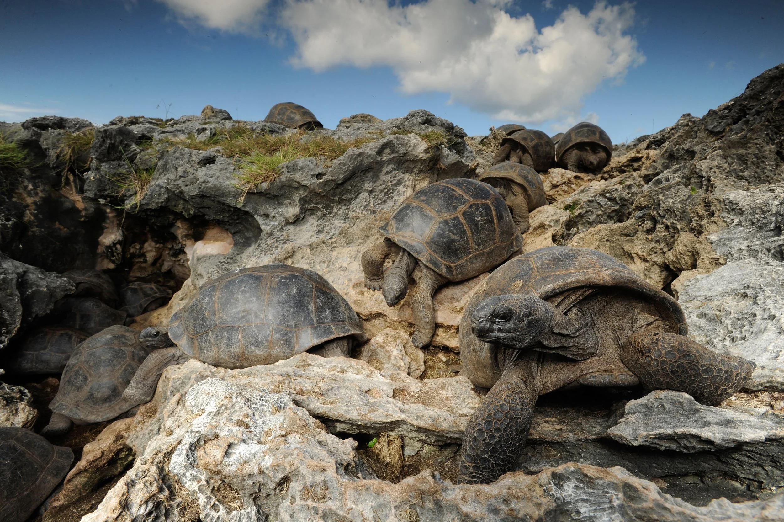 Project_20140319_0012©Thomas Peschak.jpeg