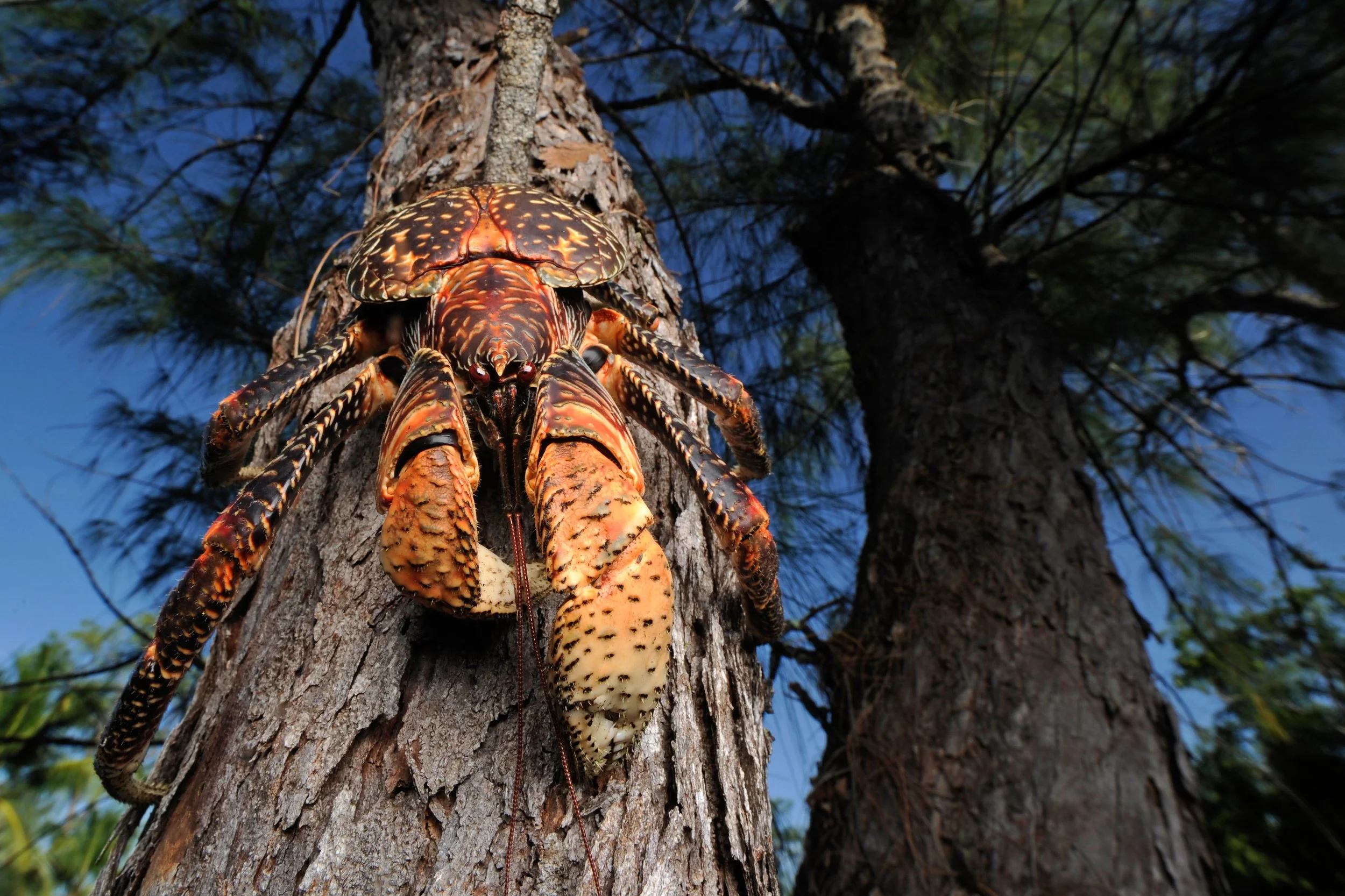 Project_20140327_0018©Thomas Peschak.jpeg