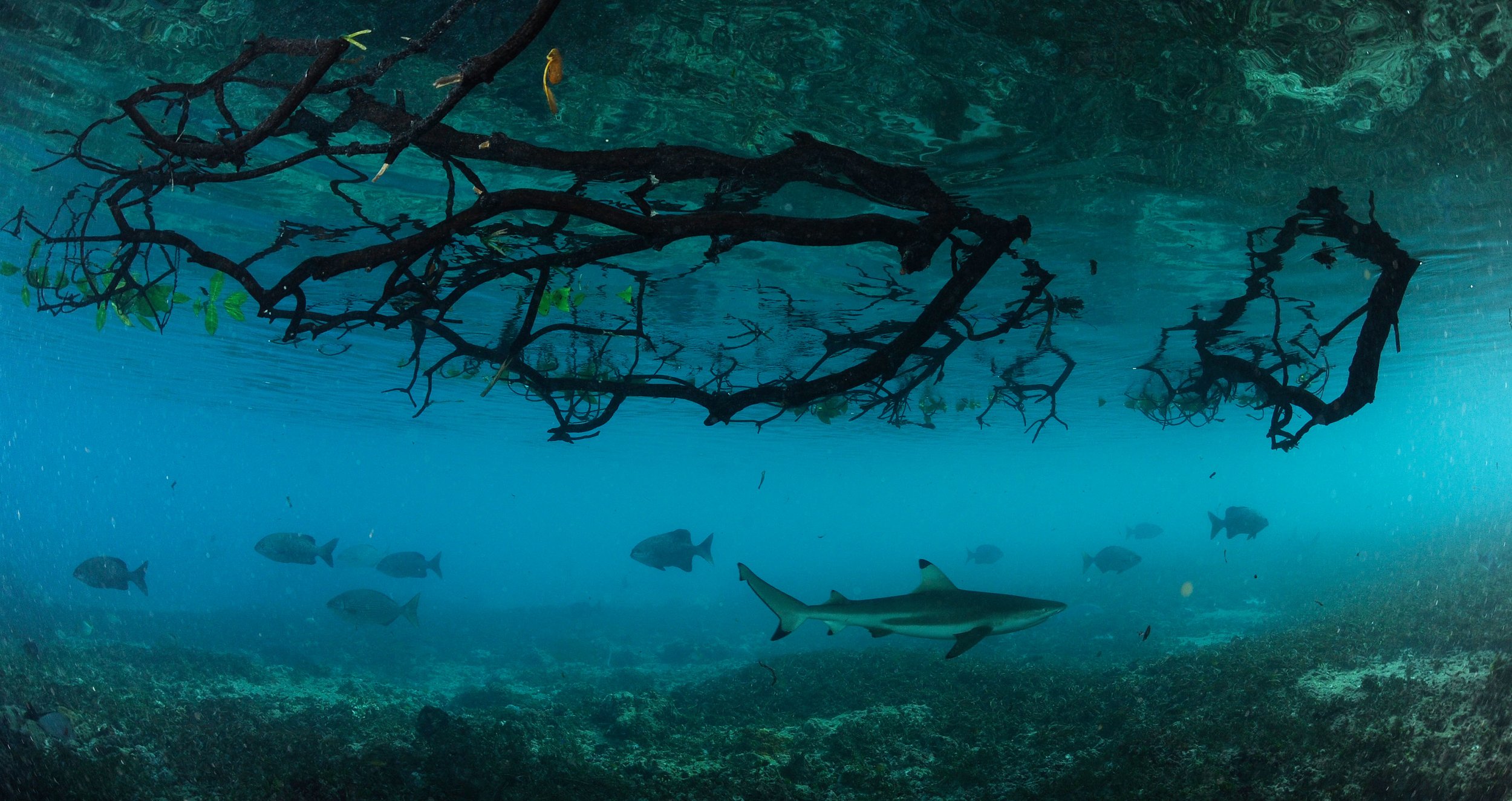 Project_20140402_0014©Thomas Peschak.jpeg