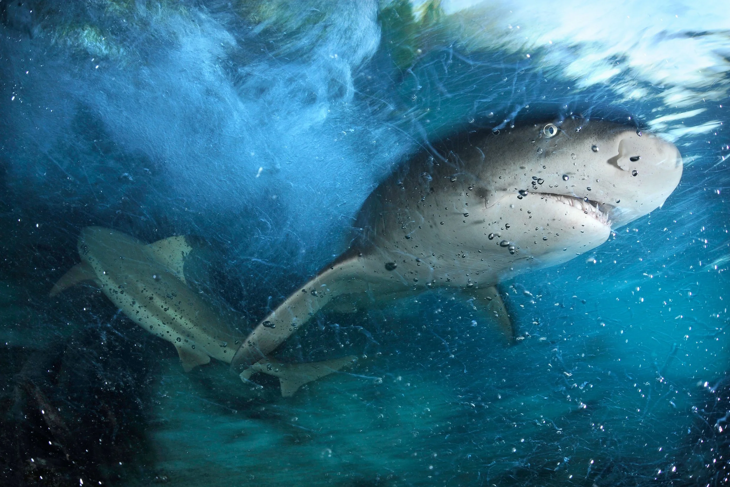 Project_20140403_0016©Thomas Peschak.jpeg