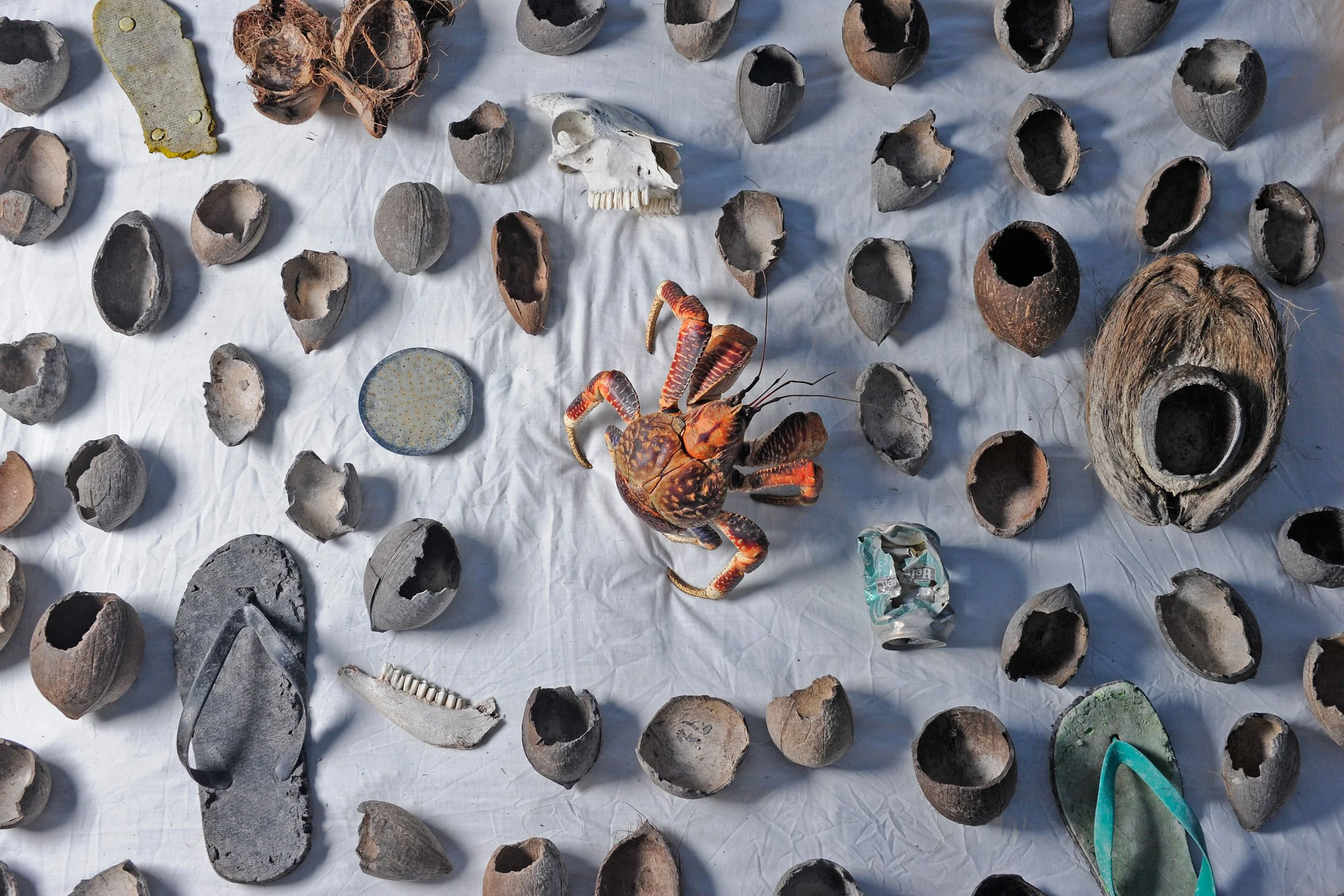 Project_20140406_0020©Thomas Peschak.jpeg