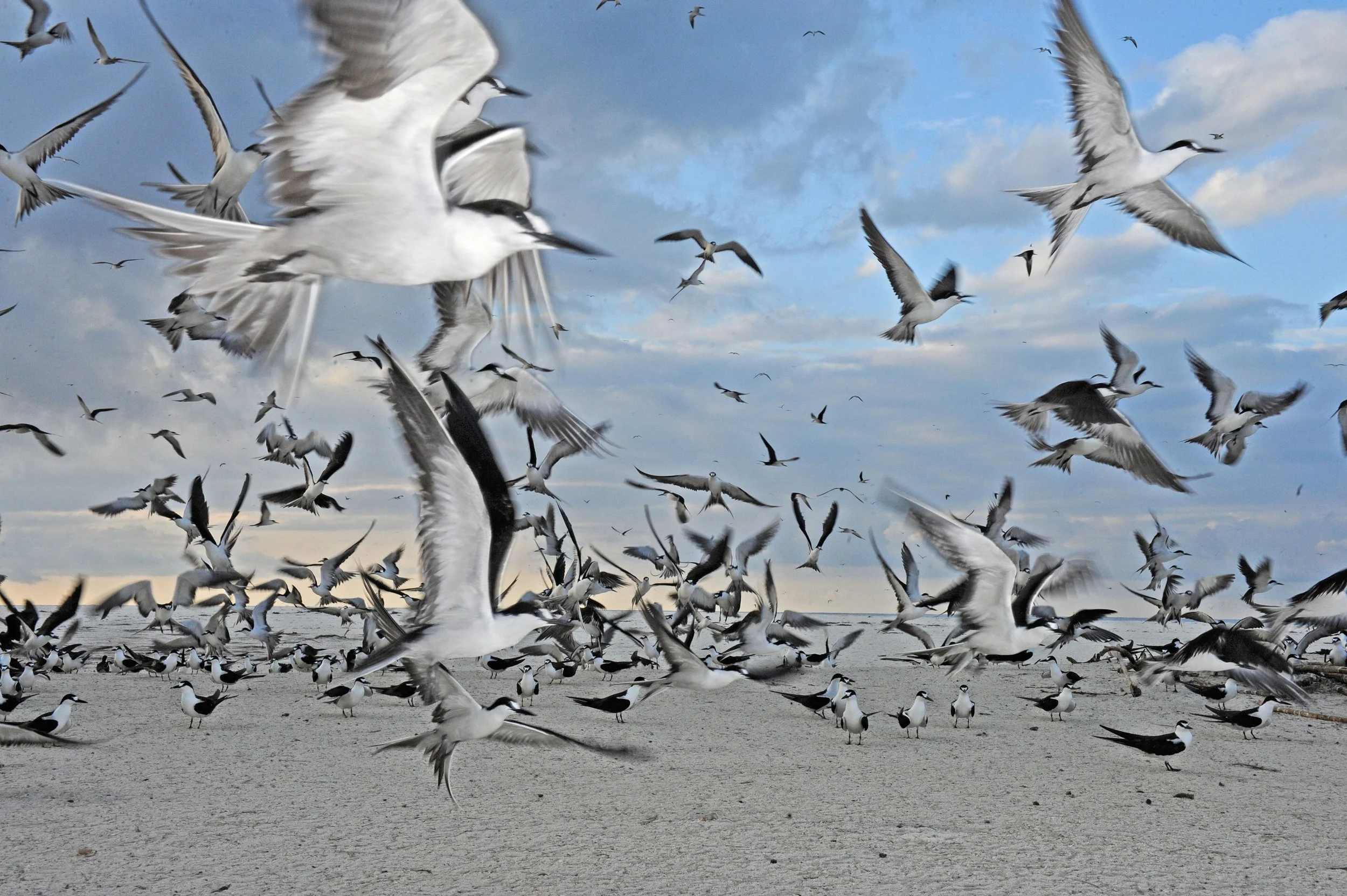 Project_20140825_0023©Thomas Peschak.jpeg