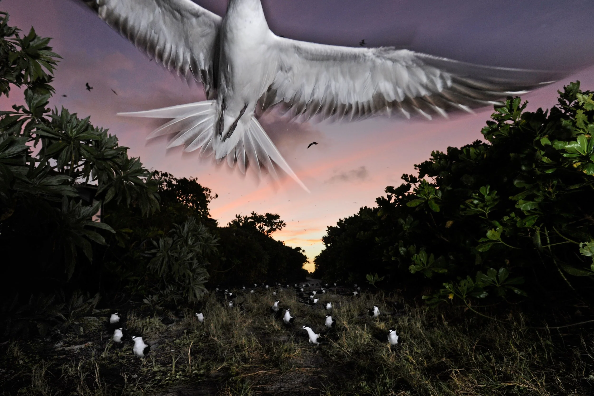 Project_20140829_0024©Thomas Peschak.jpeg