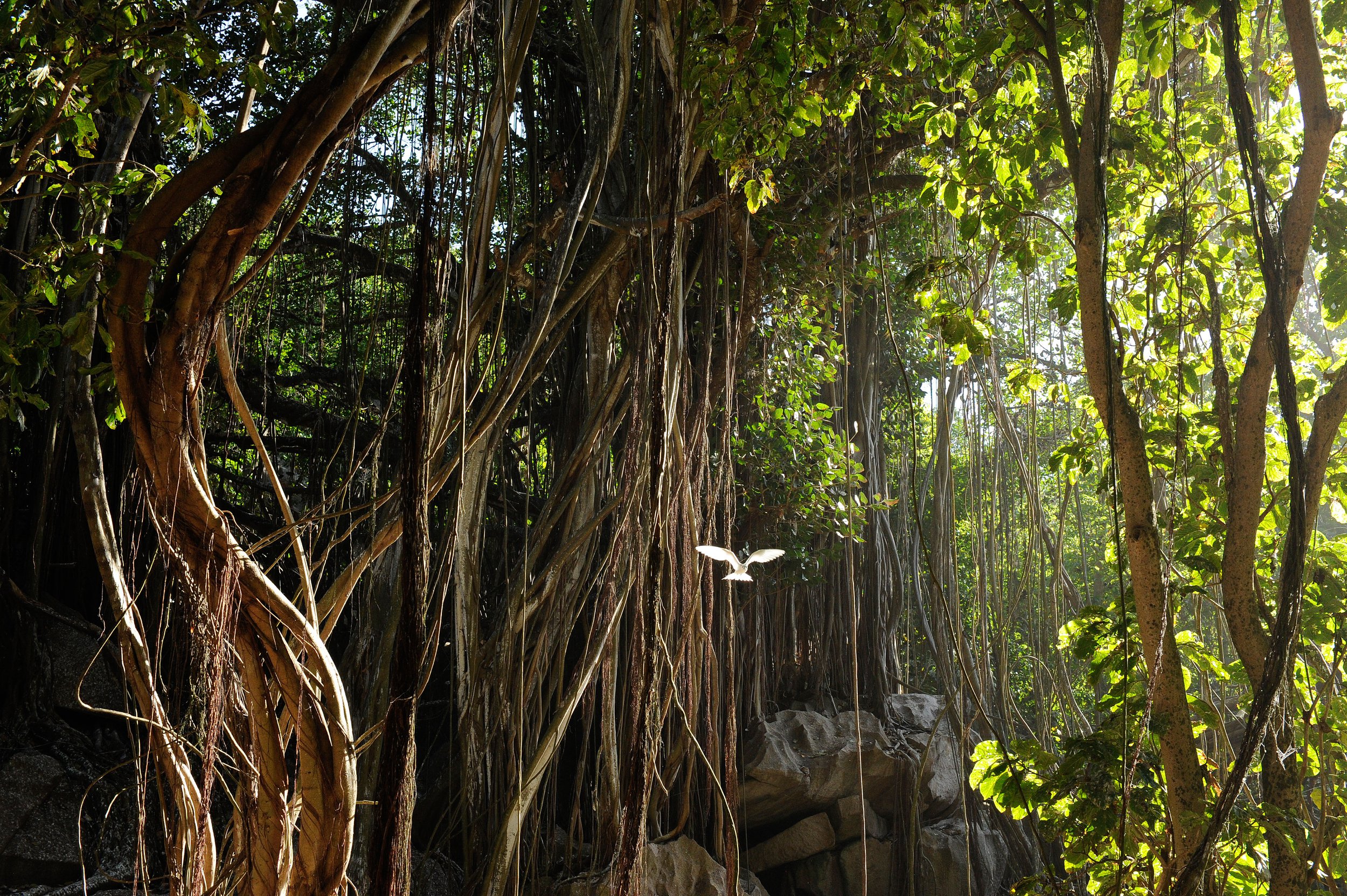 Project_20140801_0021©Thomas Peschak.jpeg