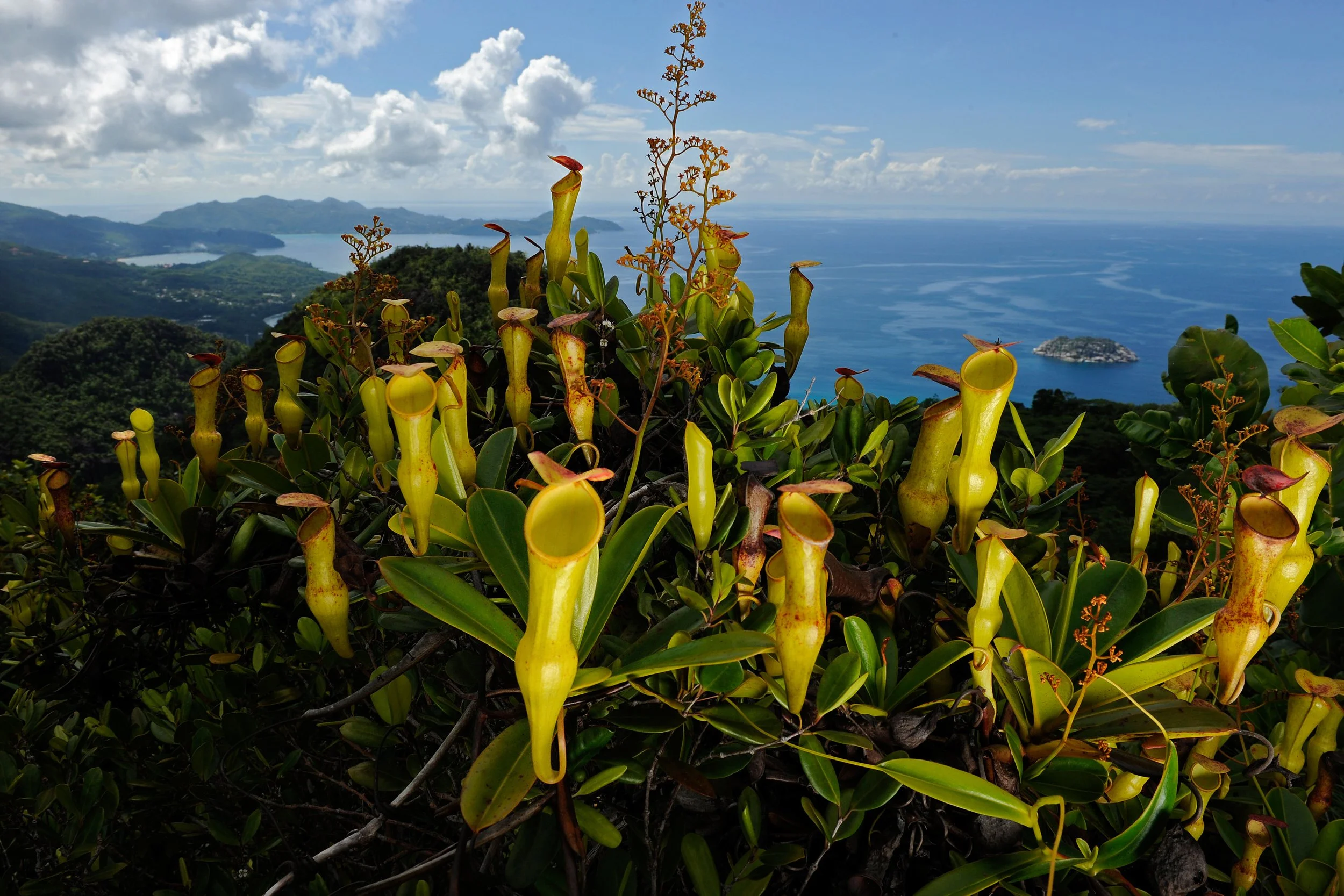 Project_20141214_0004©Thomas Peschak.jpeg