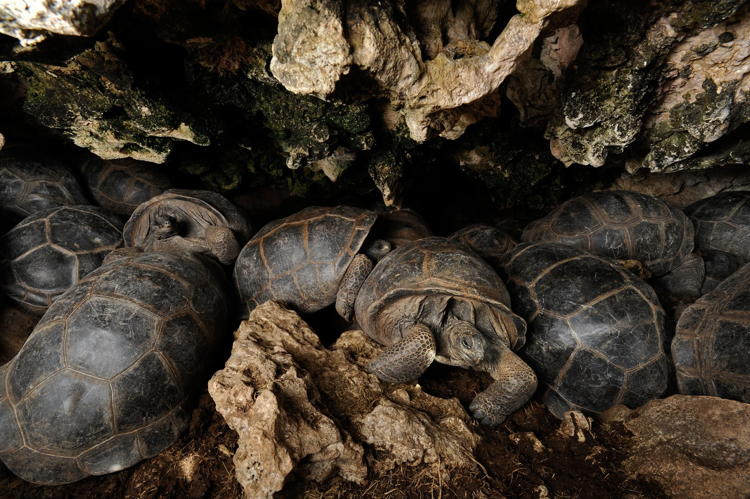 Project_20140318_0013©Thomas Peschak.jpeg