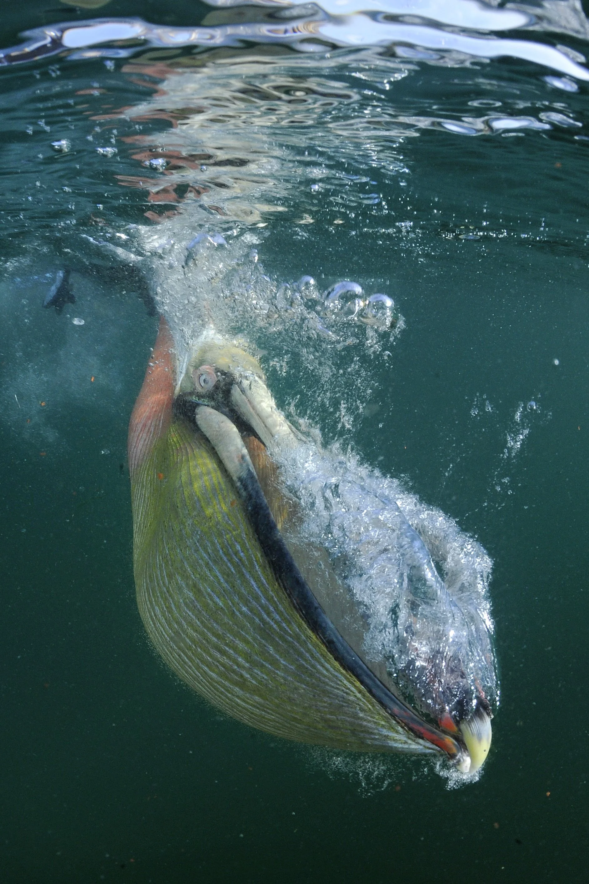 19__3S11524a©Thomas P. Peschak.jpg