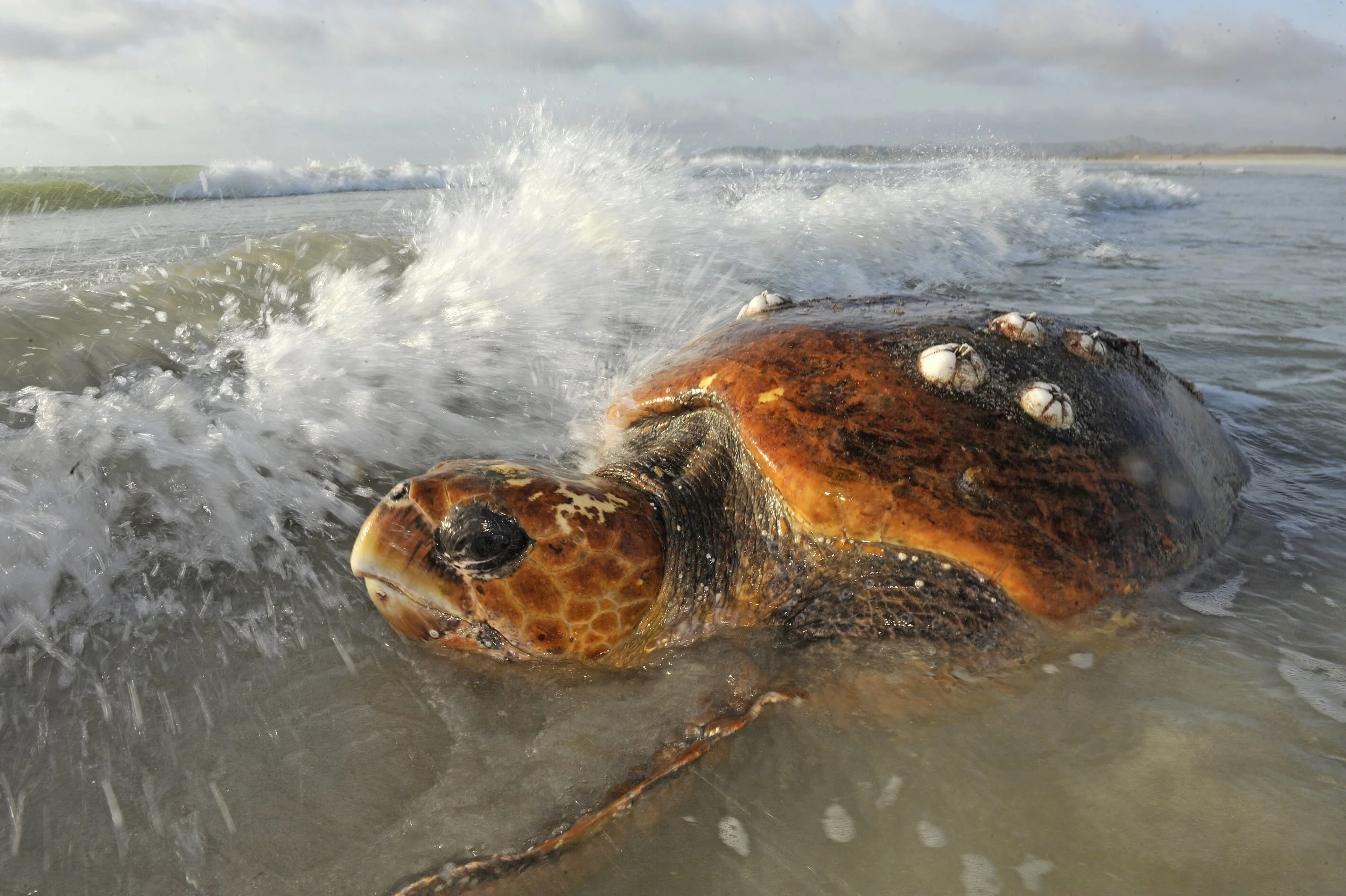 18_001Arabian Seas©Thomas P. Peschak.jpg