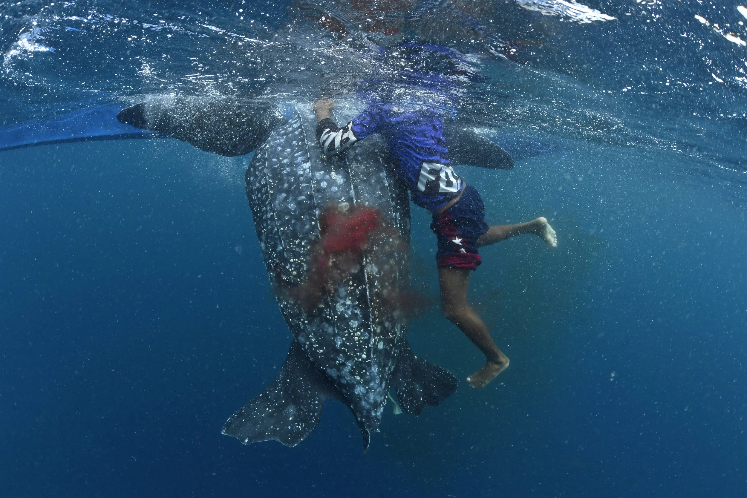 21_DSC4053©Thomas P. Peschak.jpg