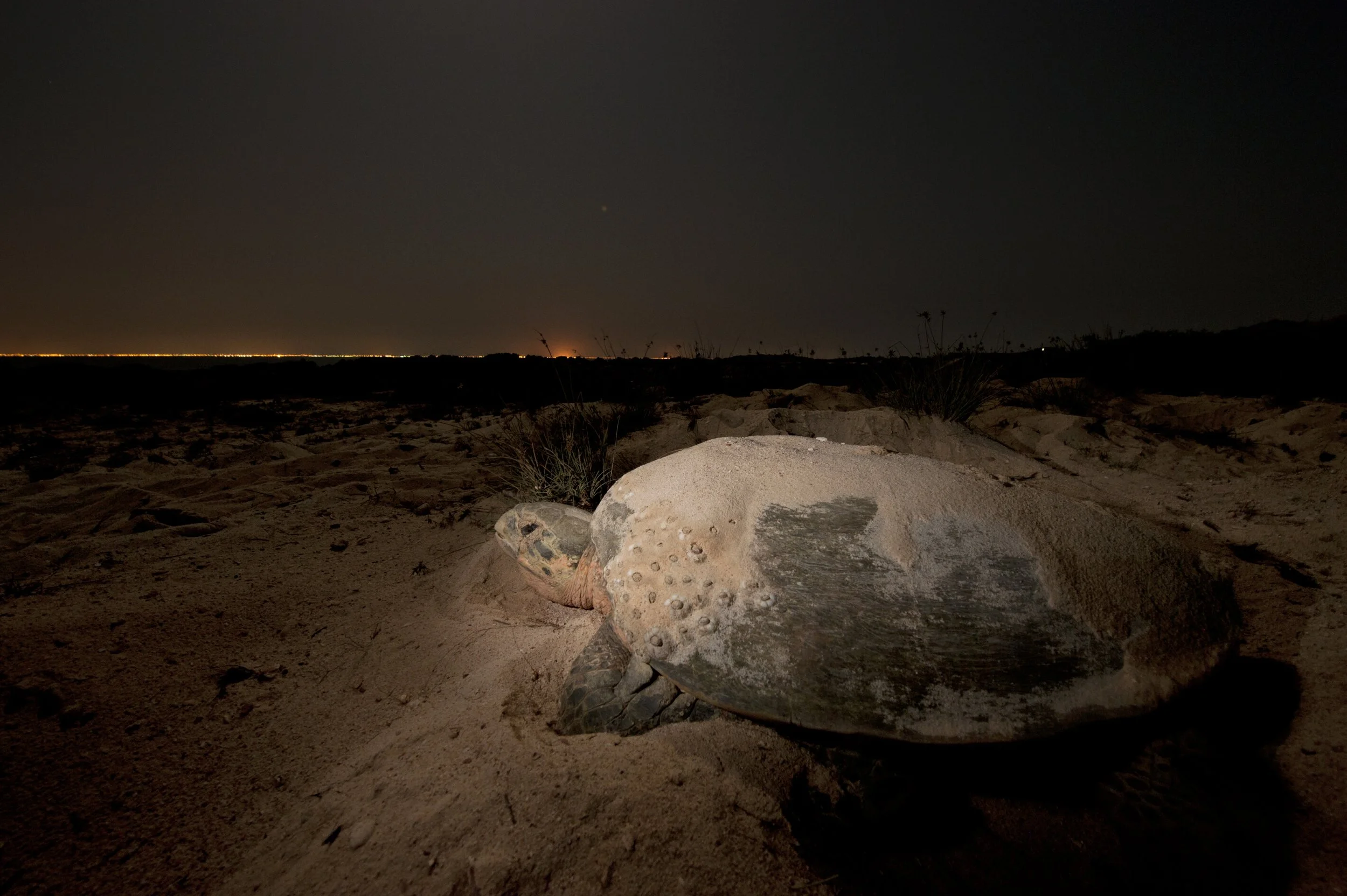 29_041Arabian Seas©Thomas P. Peschak©Thomas P. Peschak.jpg