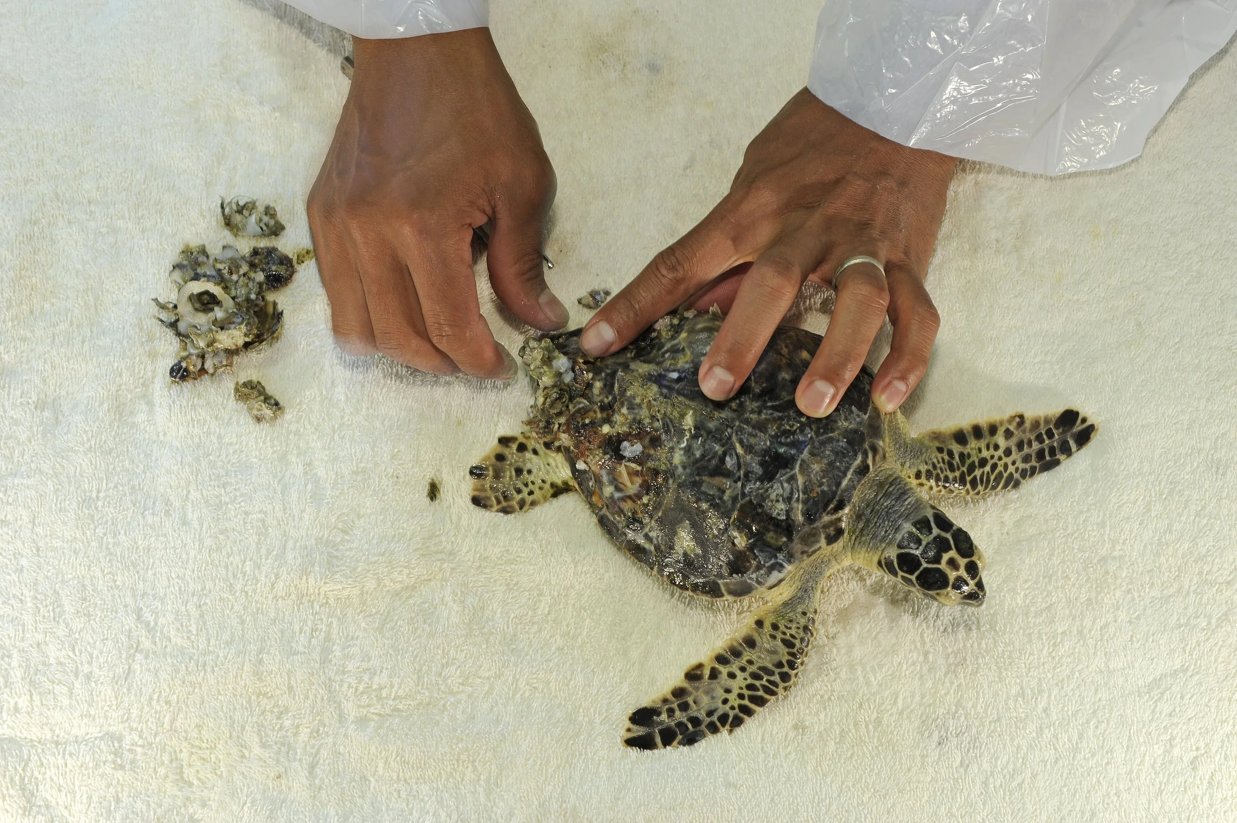 31_DSC3821a©Thomas P. Peschak.jpg