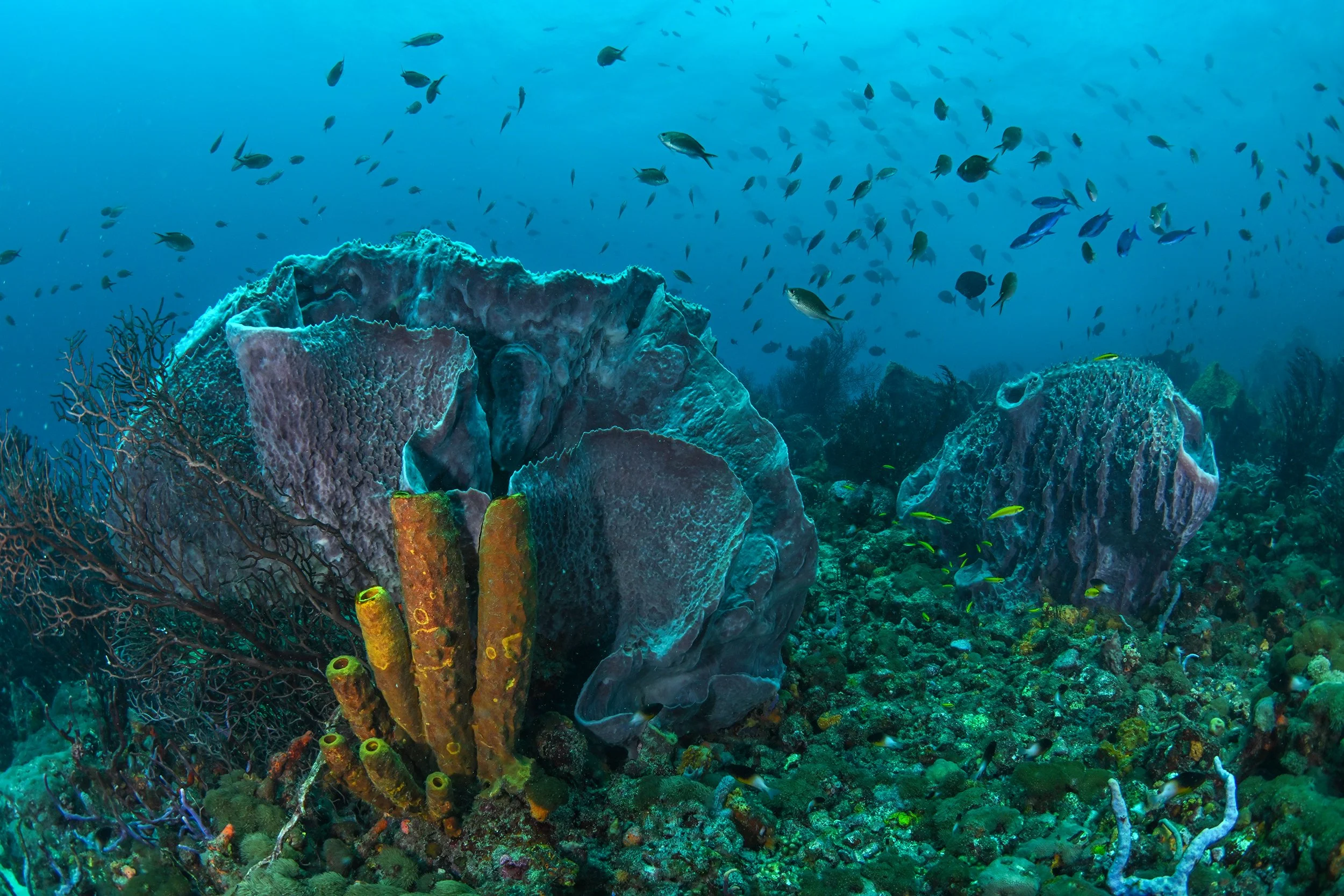 DSC_7491b@Thomas Pescha.jpg