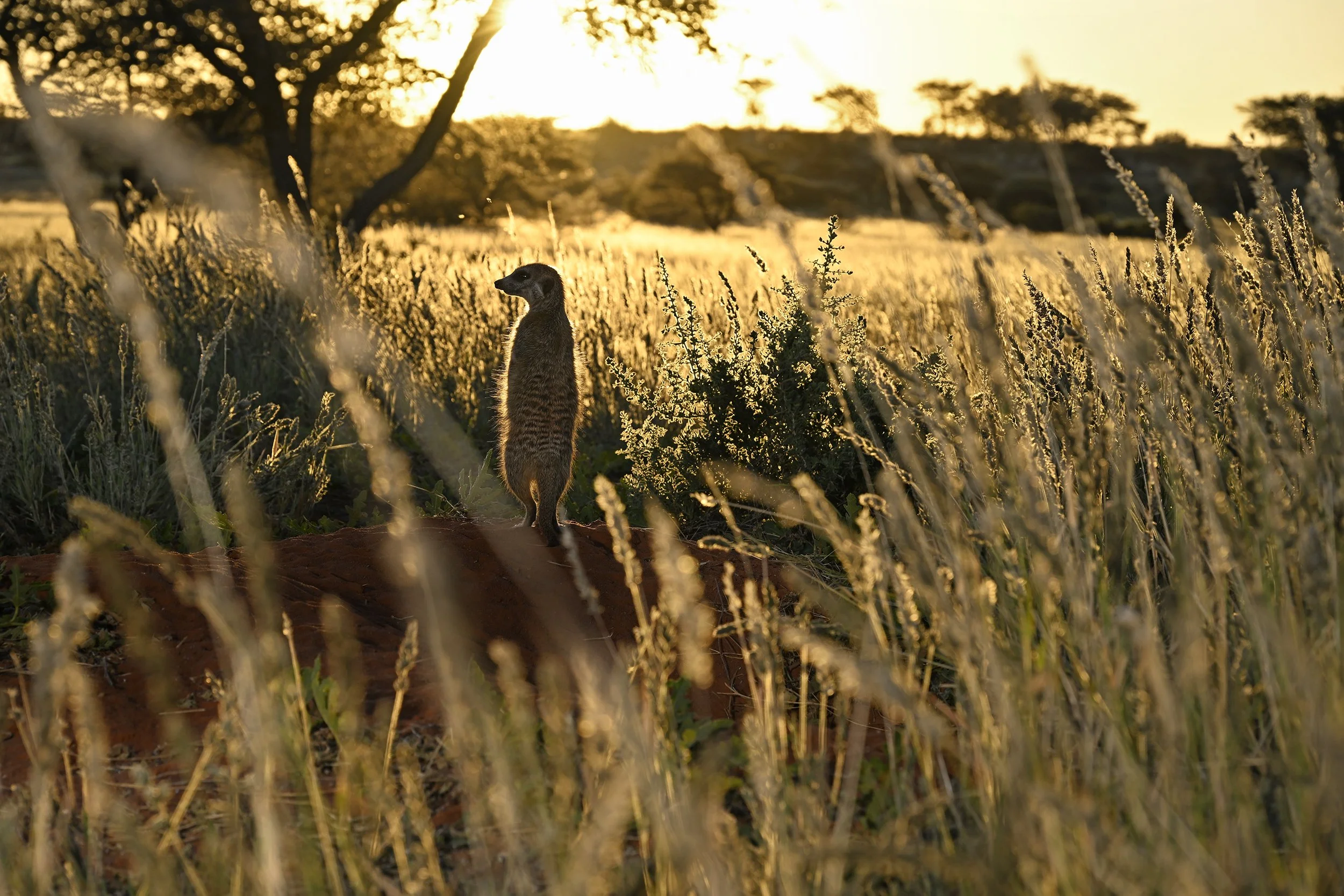 002__DSC2395©Thomas Peschak.jpg