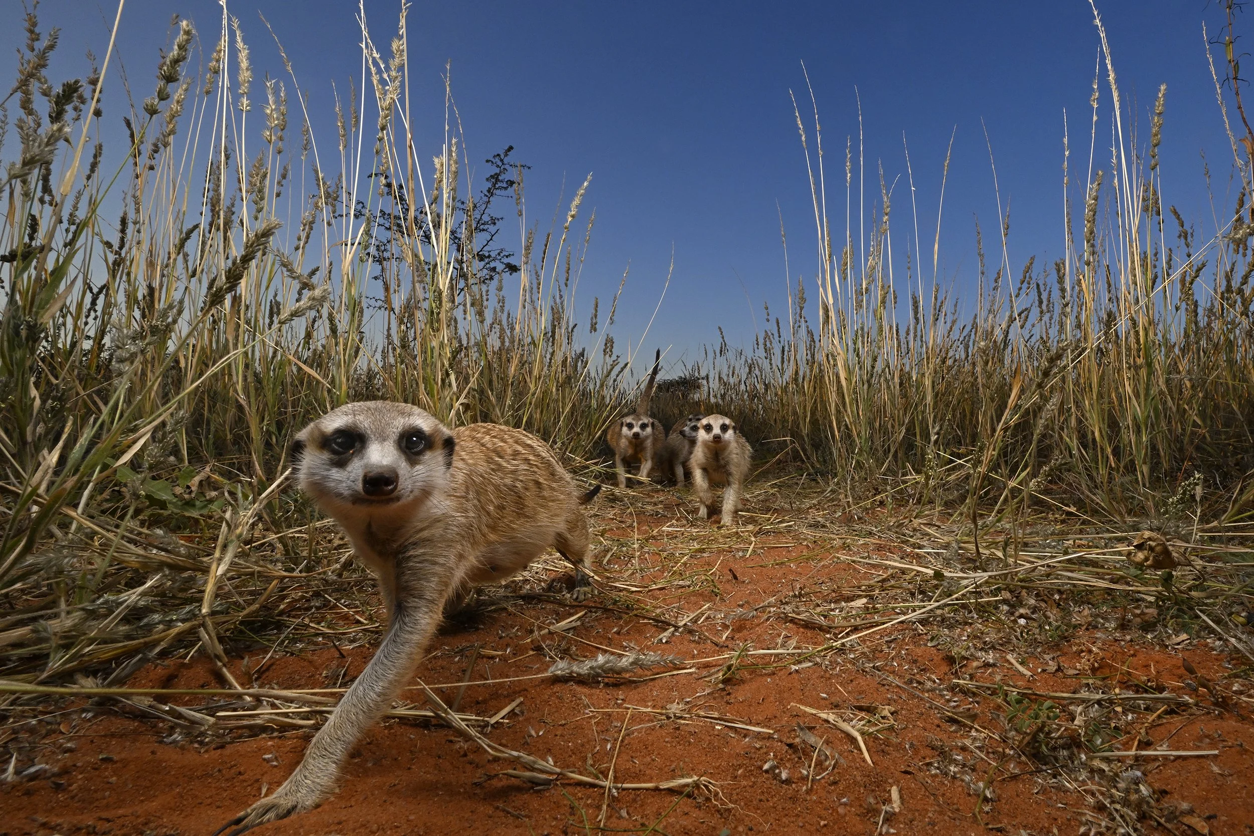 003__DSC7807a©Thomas Peschak.jpg