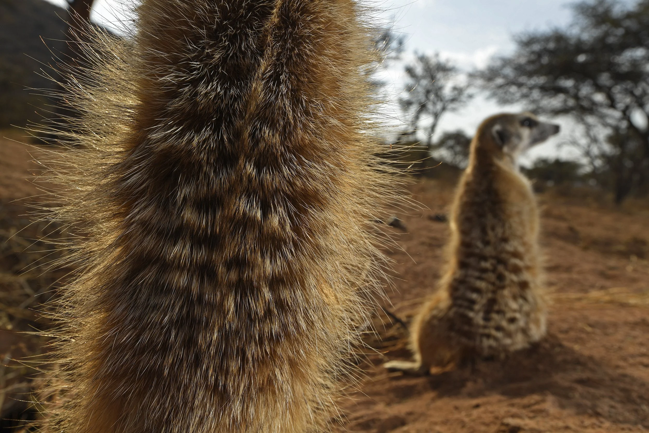 005__DSC0138©Thomas Peschak.jpg