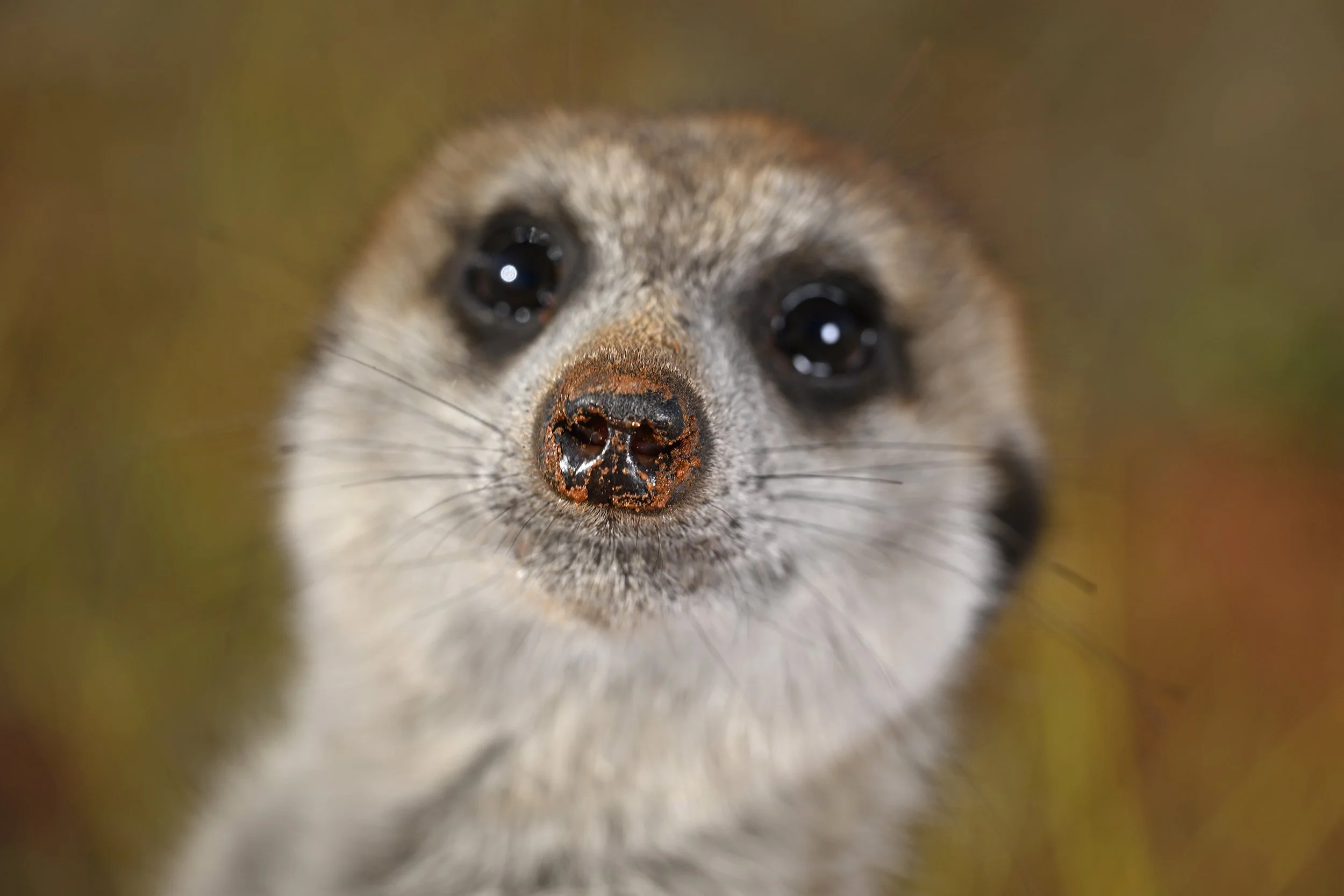 006__DSC4411©Thomas Peschak.jpg