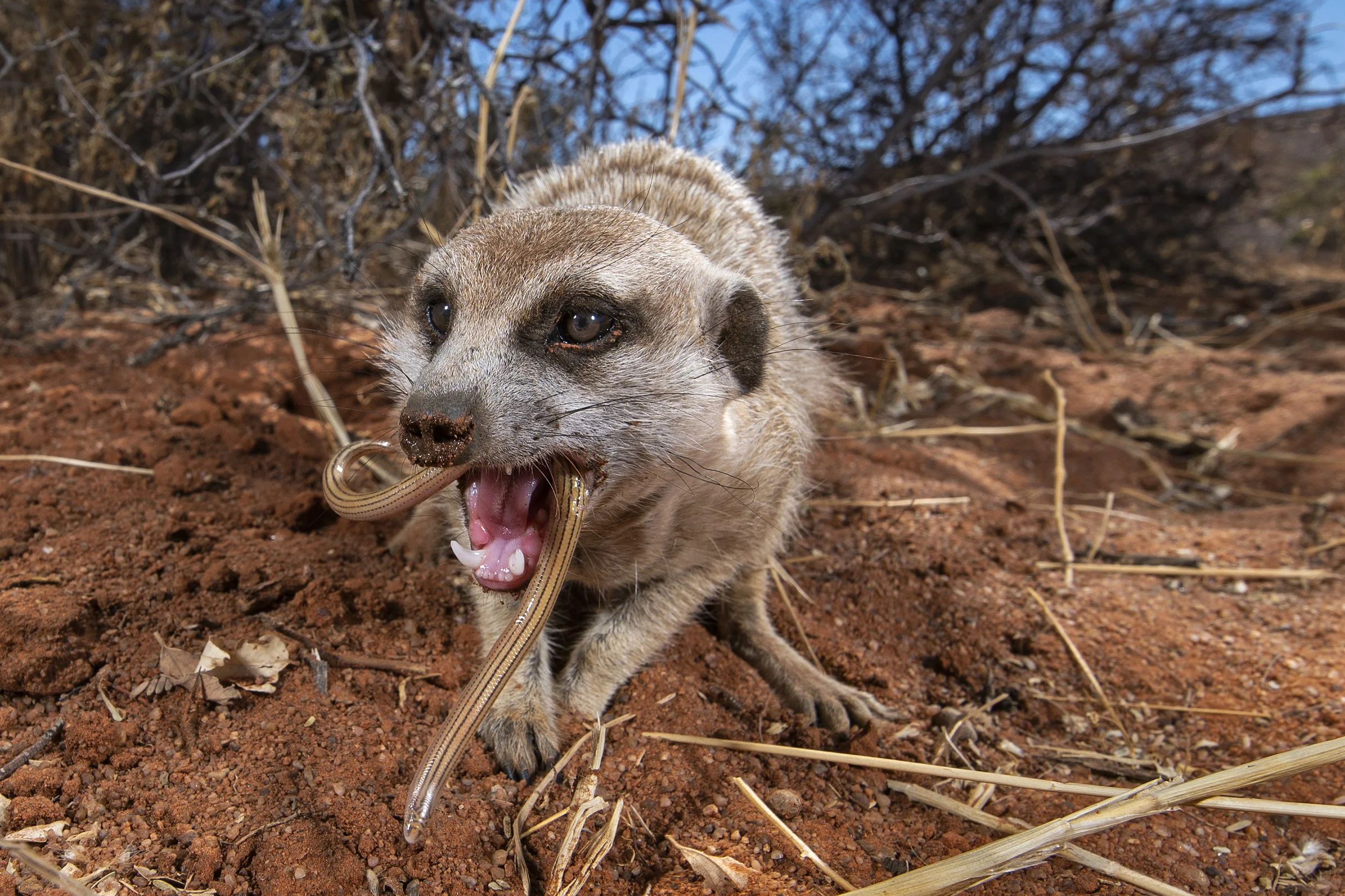 013_DSC_3931b©Thomas Peschak.jpg