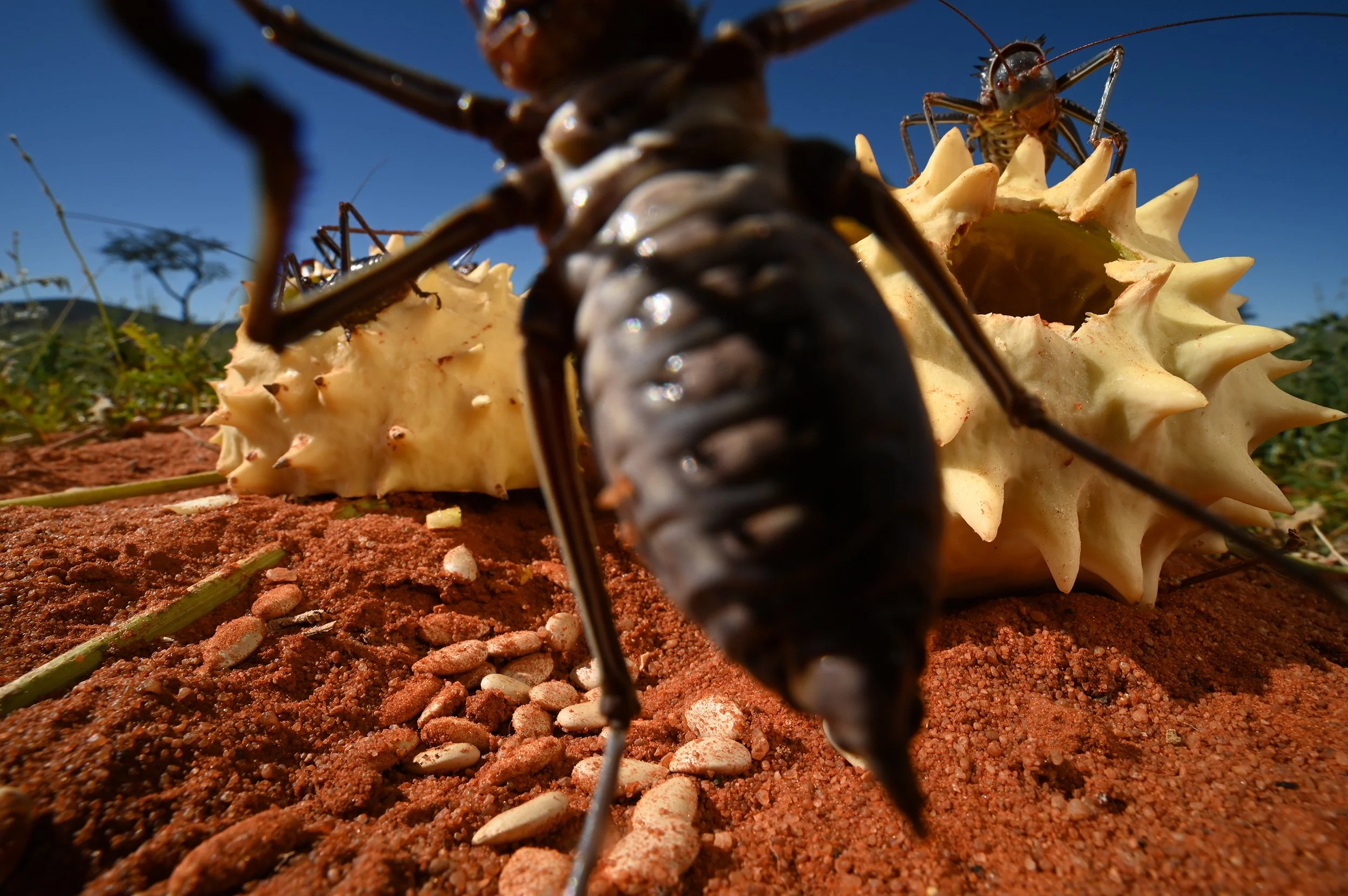 014_DSC_3621@Thomas Peschak.jpg