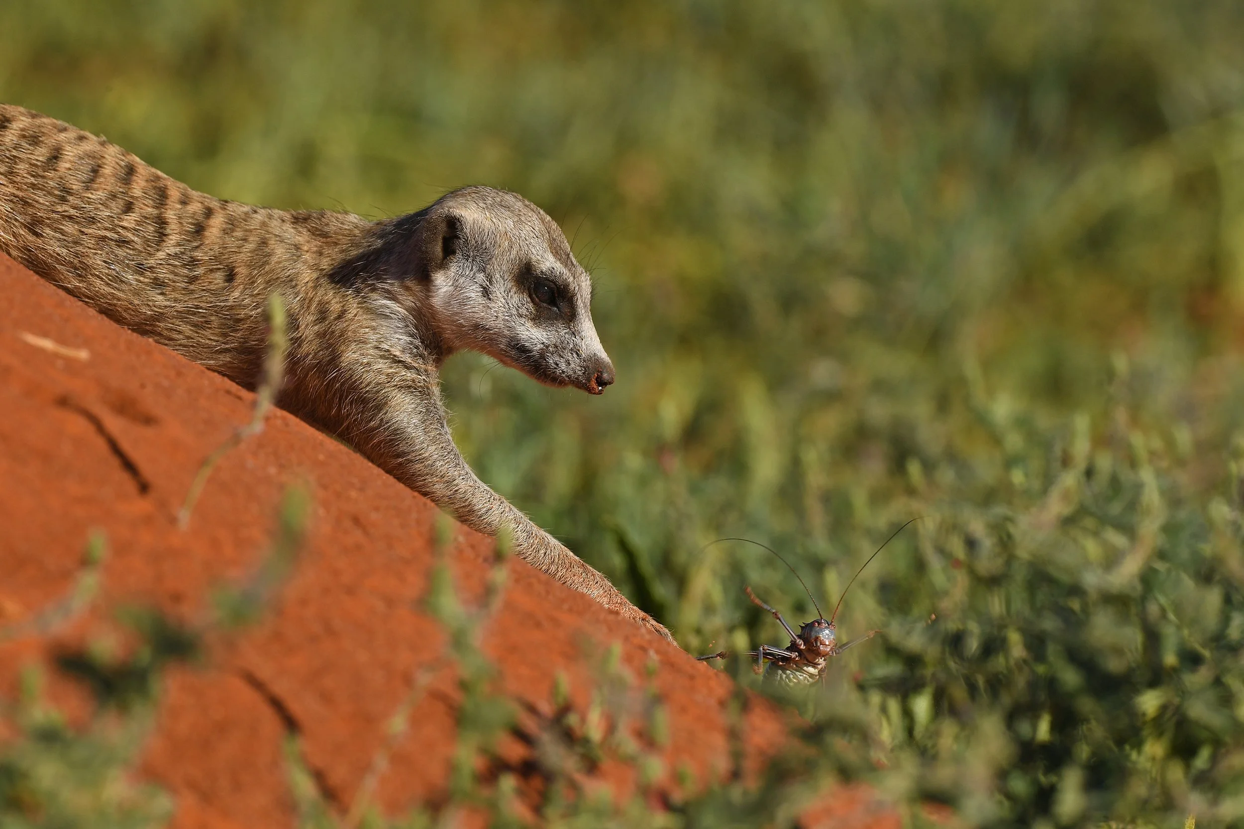 015_DSC_4359b@Thomas Peschak.jpg