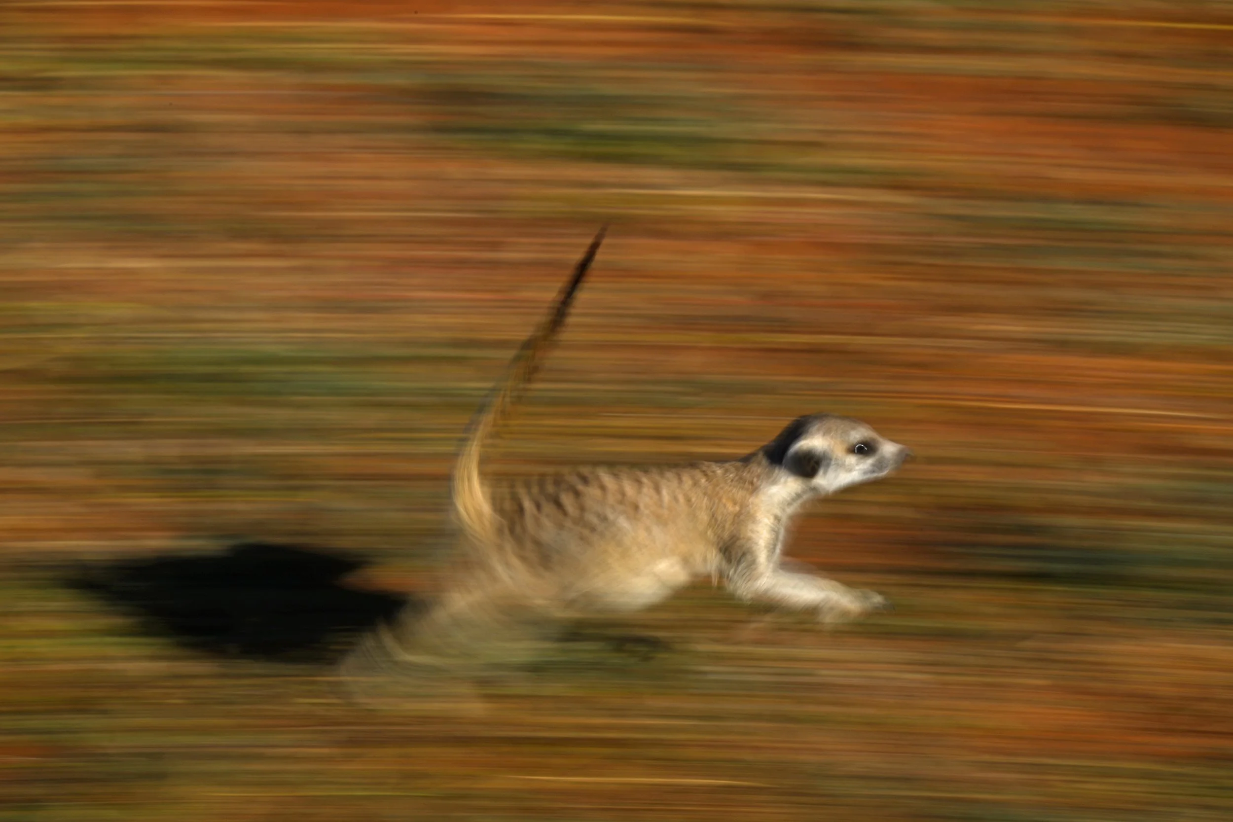 023__DSC5874a©Thomas Peschak.jpg