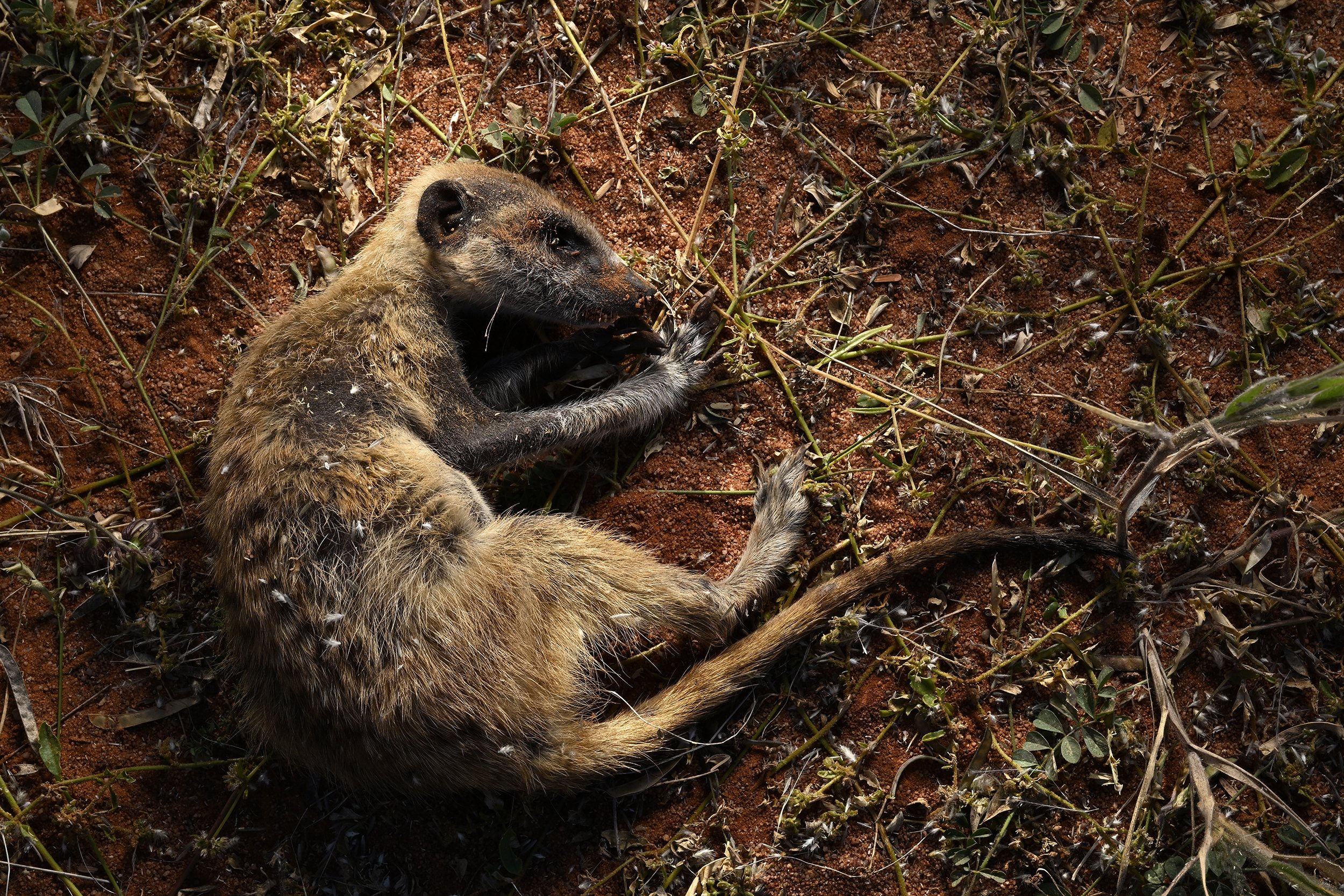 026__DSC7129©Thomas Peschak.jpg