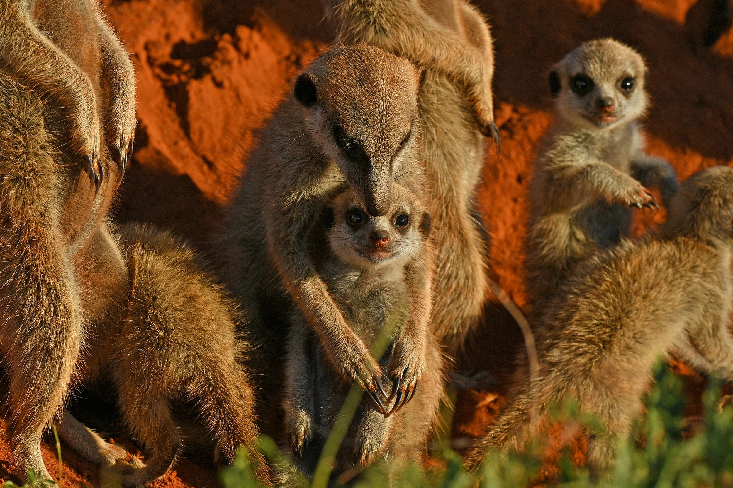 028_DSC_0073a@Thomas Peschak©Thomas Peschak.jpg