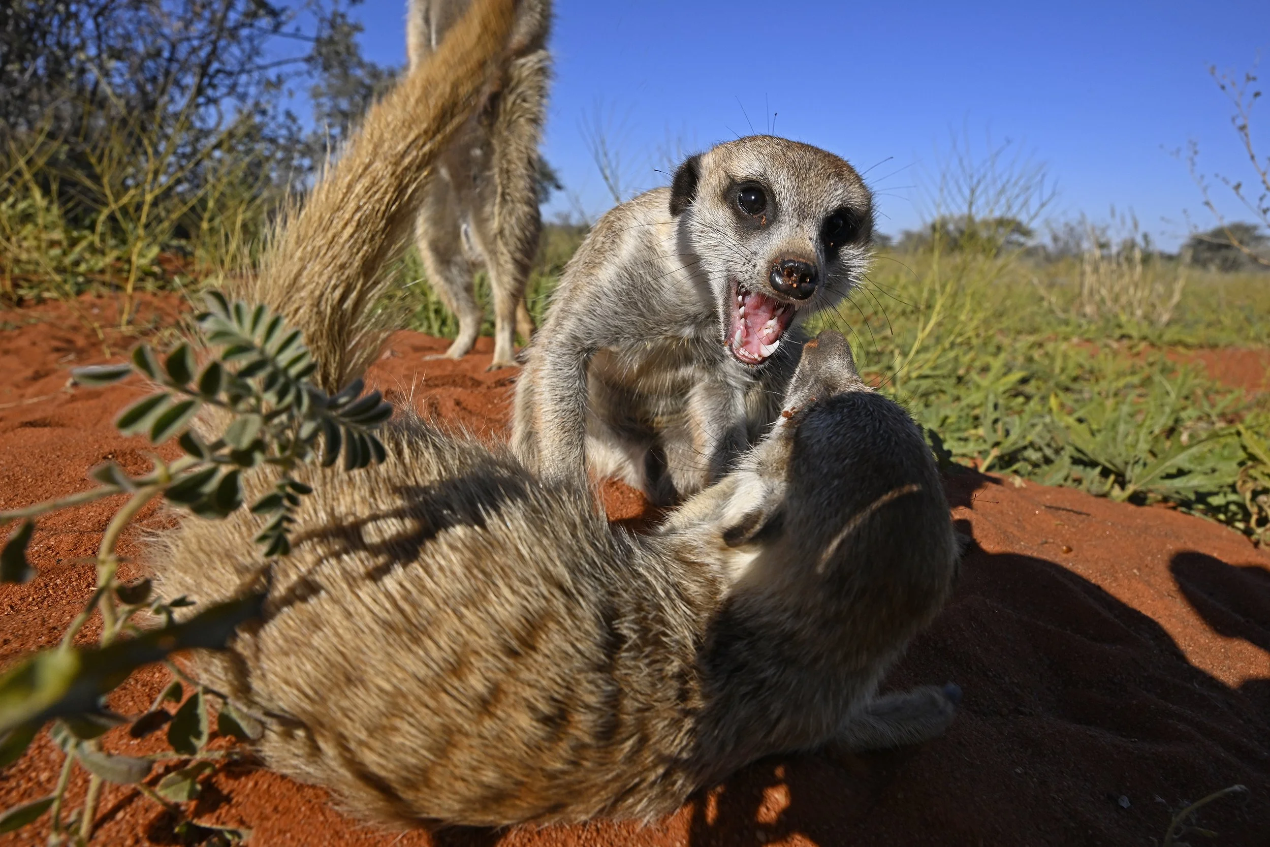 041__DSC5287©Thomas Peschak.jpg