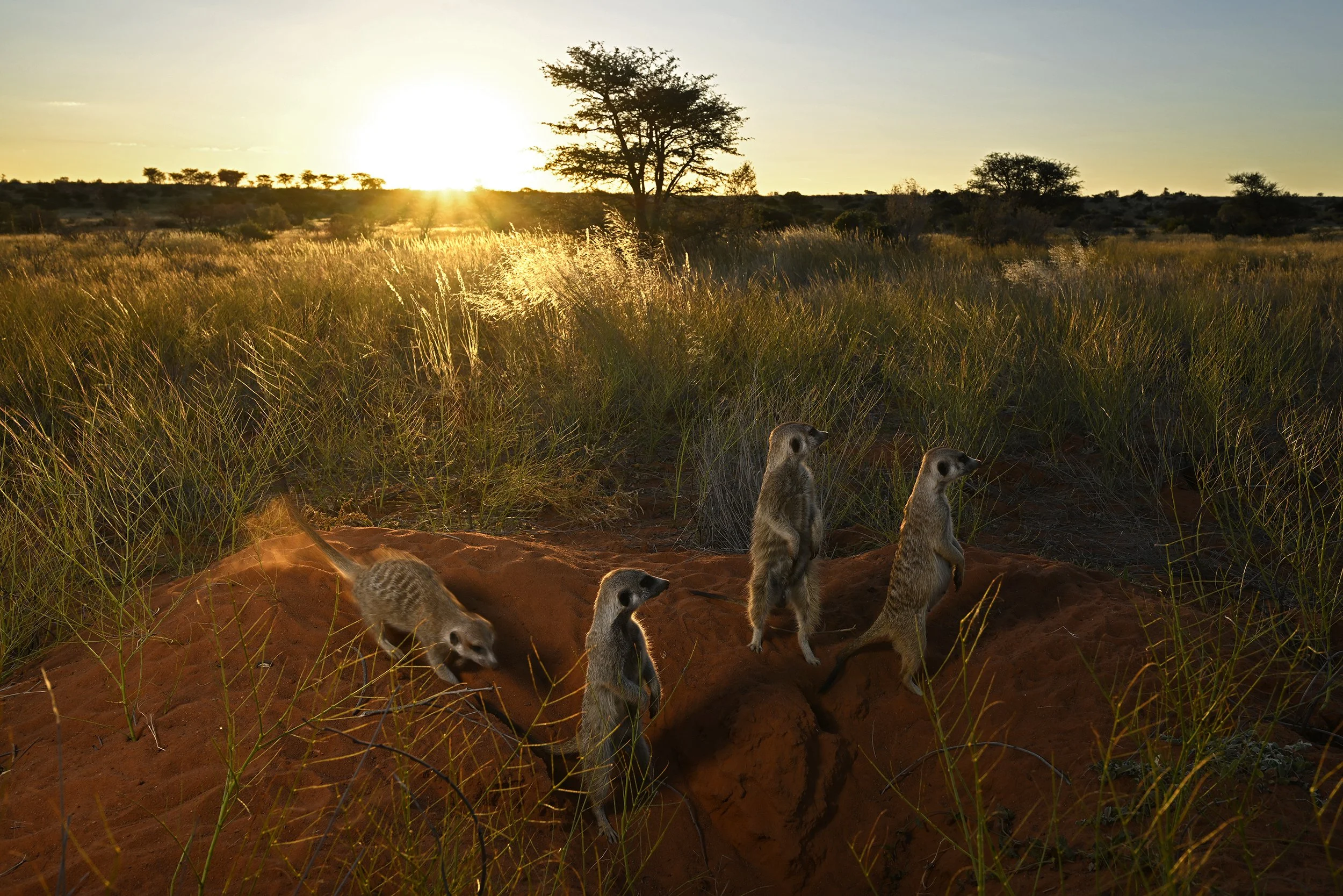 042__DSC9939©Thomas Peschak.jpg