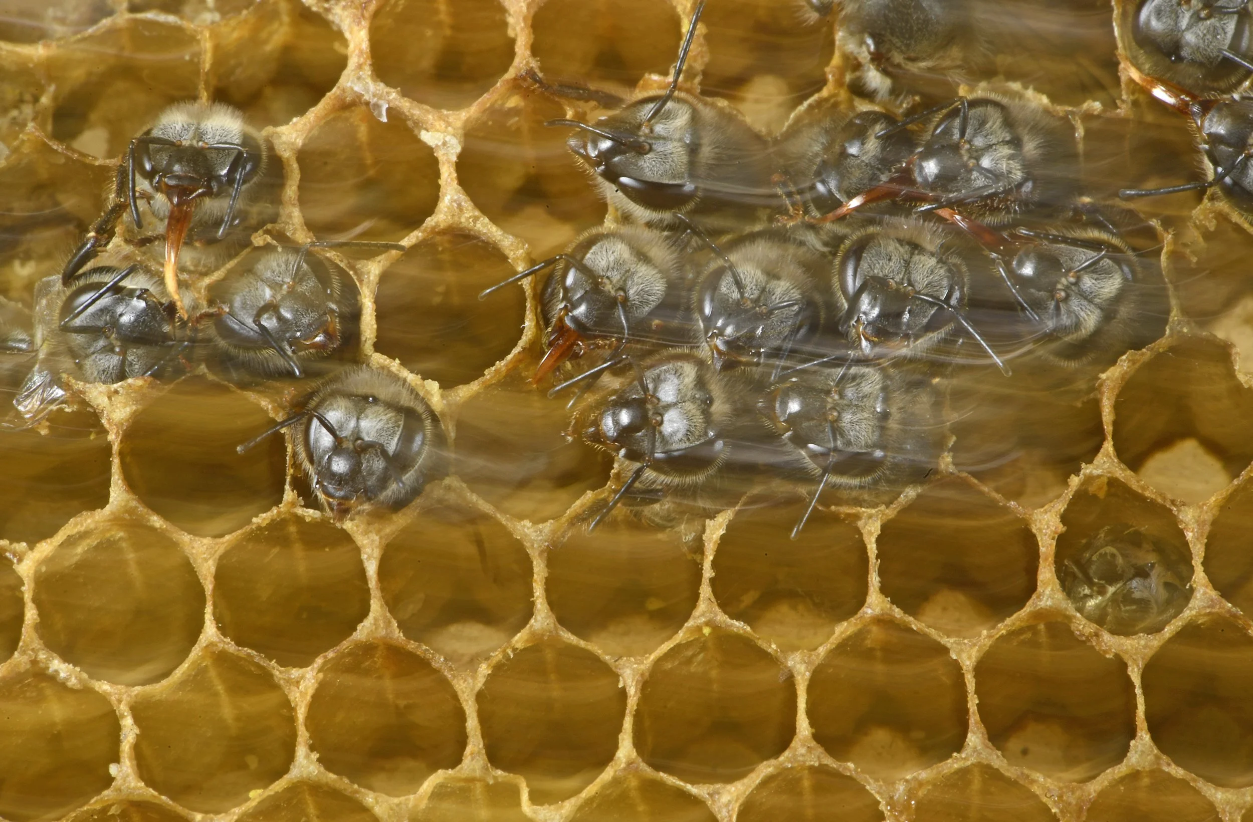 05__DSC4087©Thomas P. PESCHAK.jpg