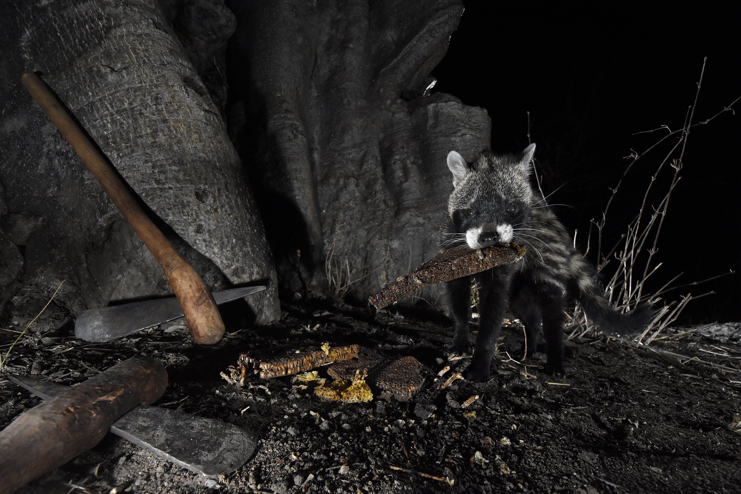 12__DSC4188©Thomas P. PESCHAK.jpg