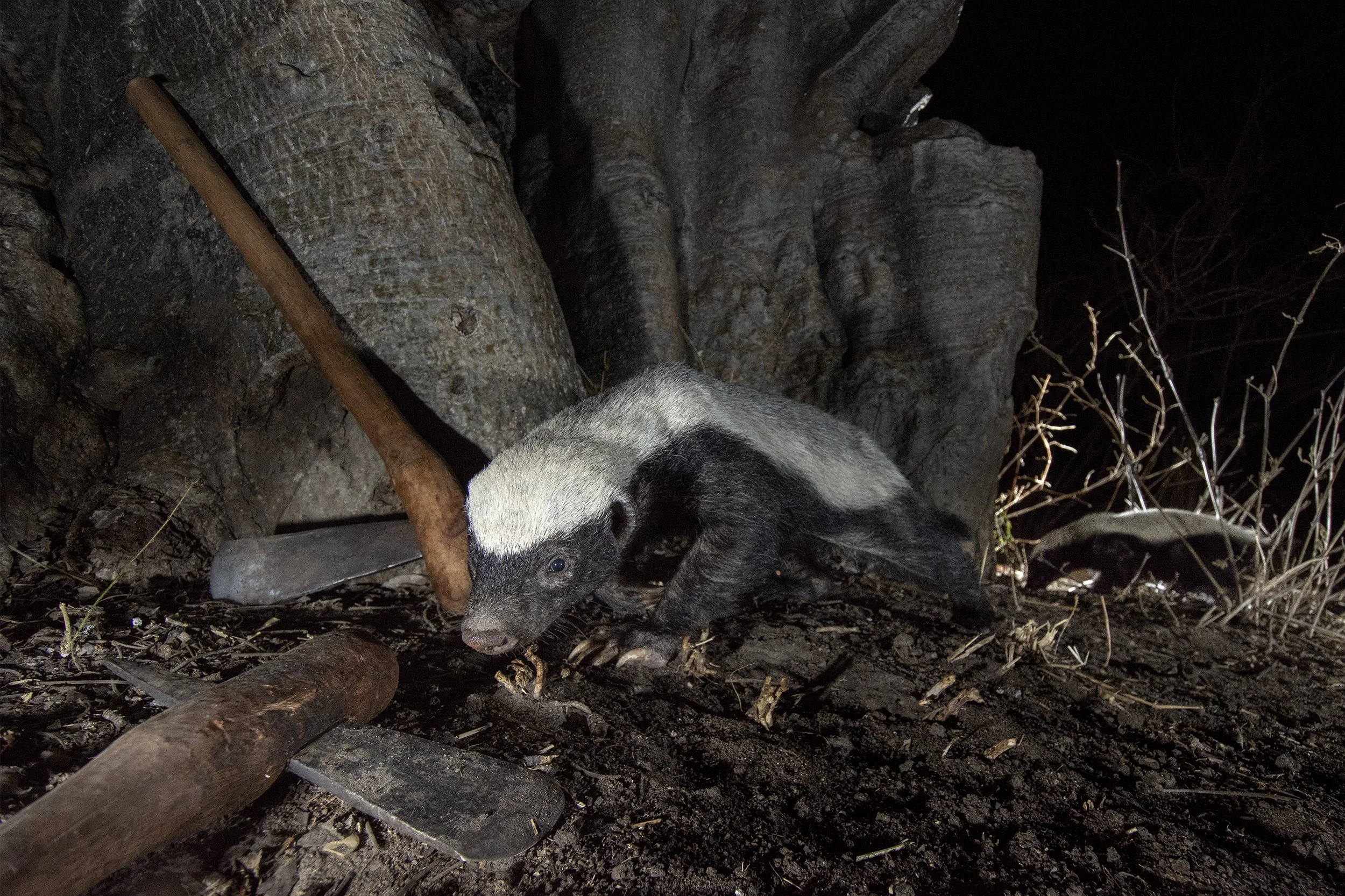 13__DSC4100FullSizea©Thomas P. PESCHAK copy.jpg