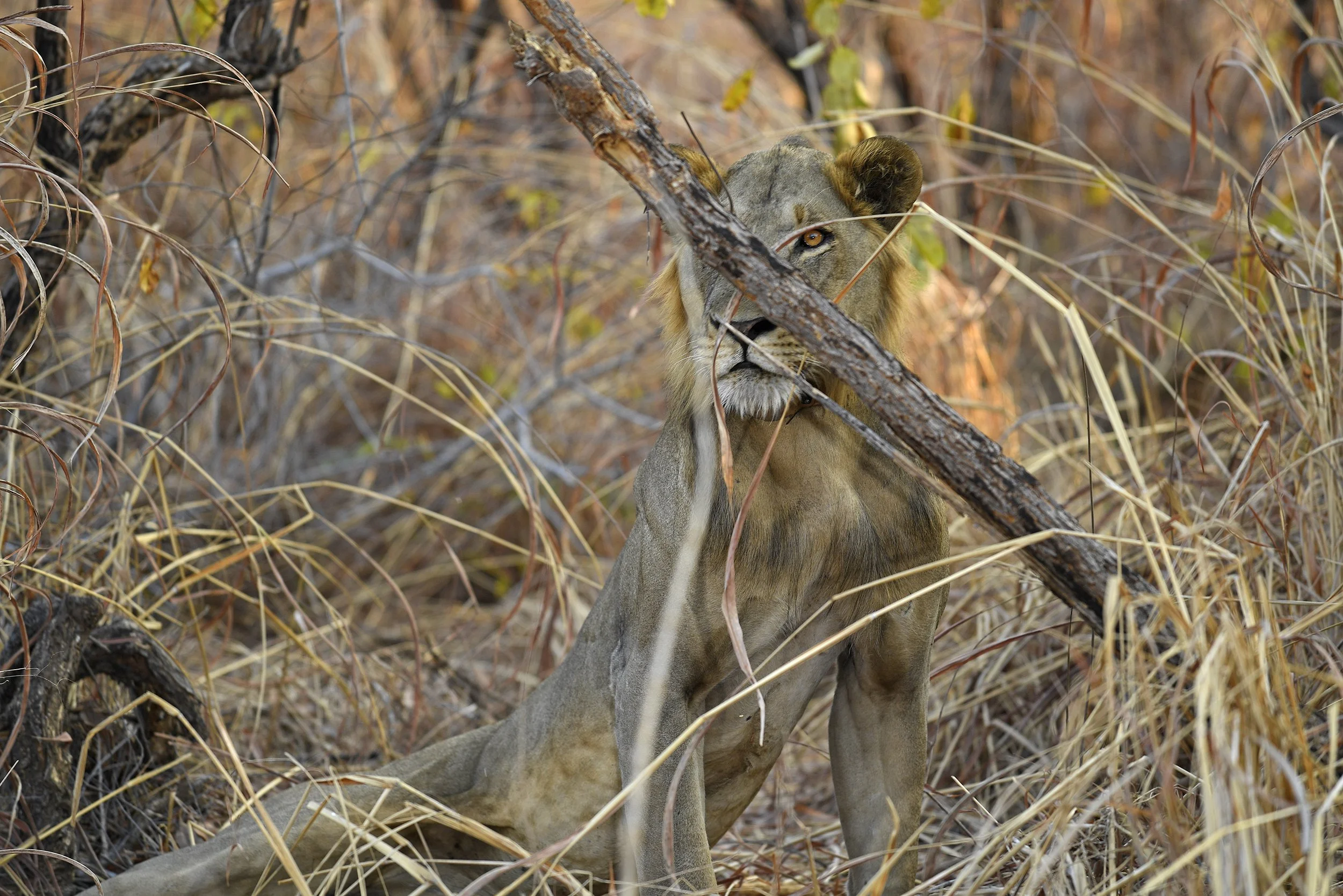 30__DSC5146©Thomas P. PESCHAK.jpg