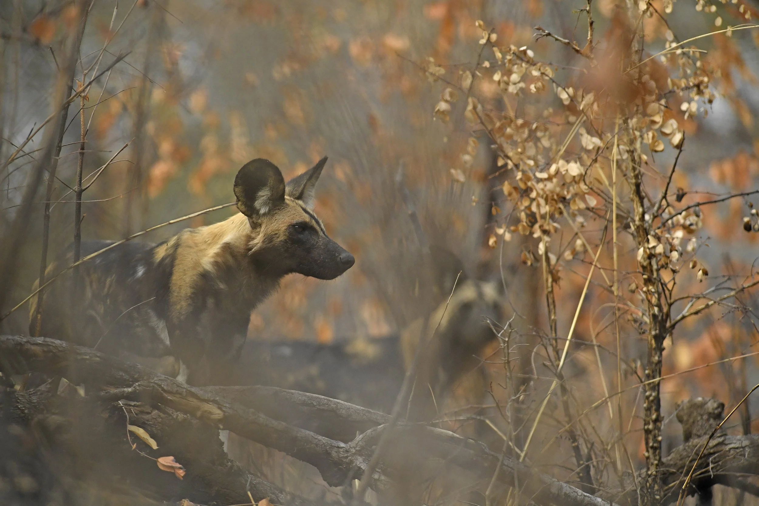 31__DSC7569©Thomas P. PESCHAK.jpg