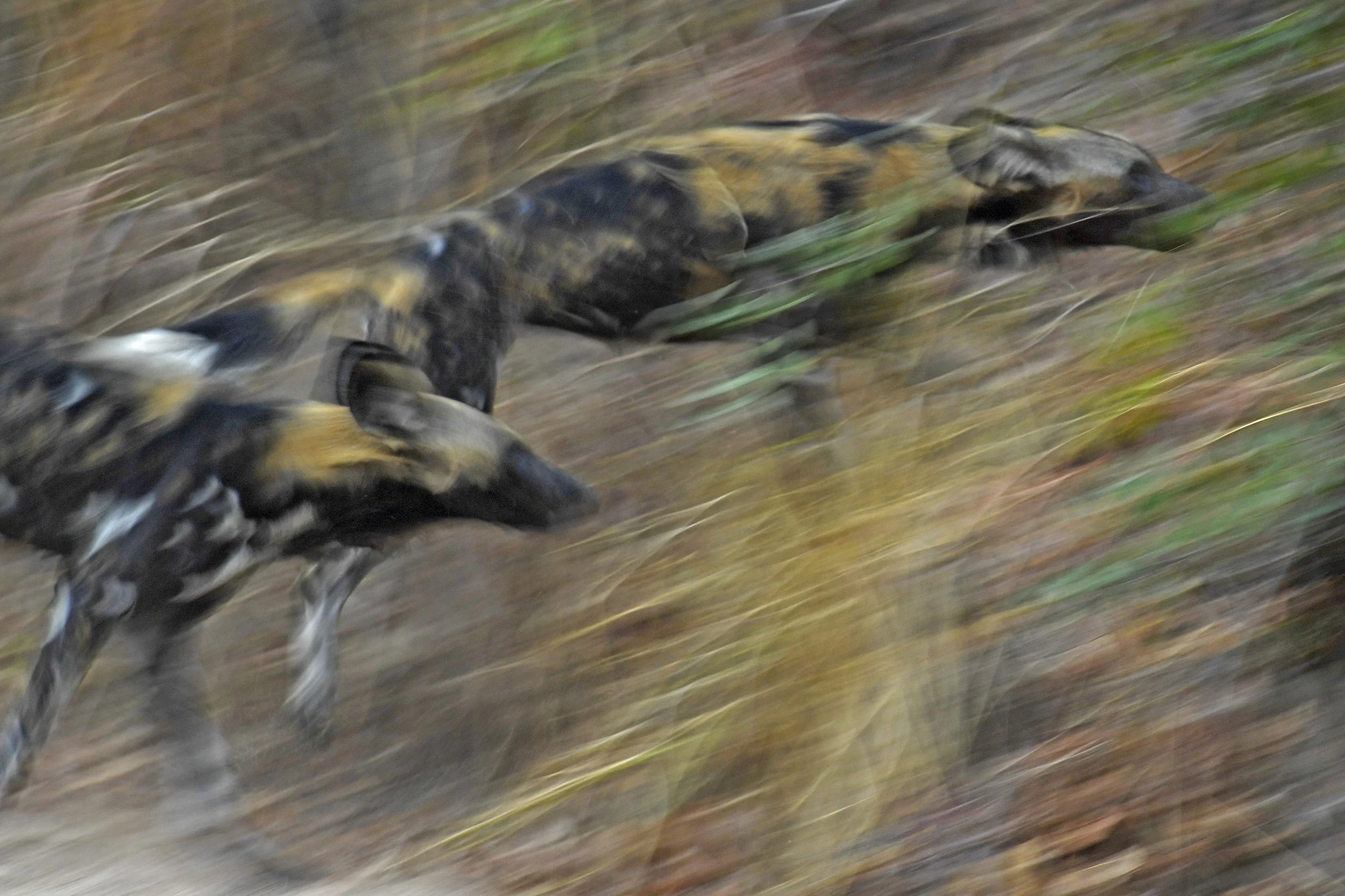 32__DSC9151b©Thomas P. PESCHAK.jpg