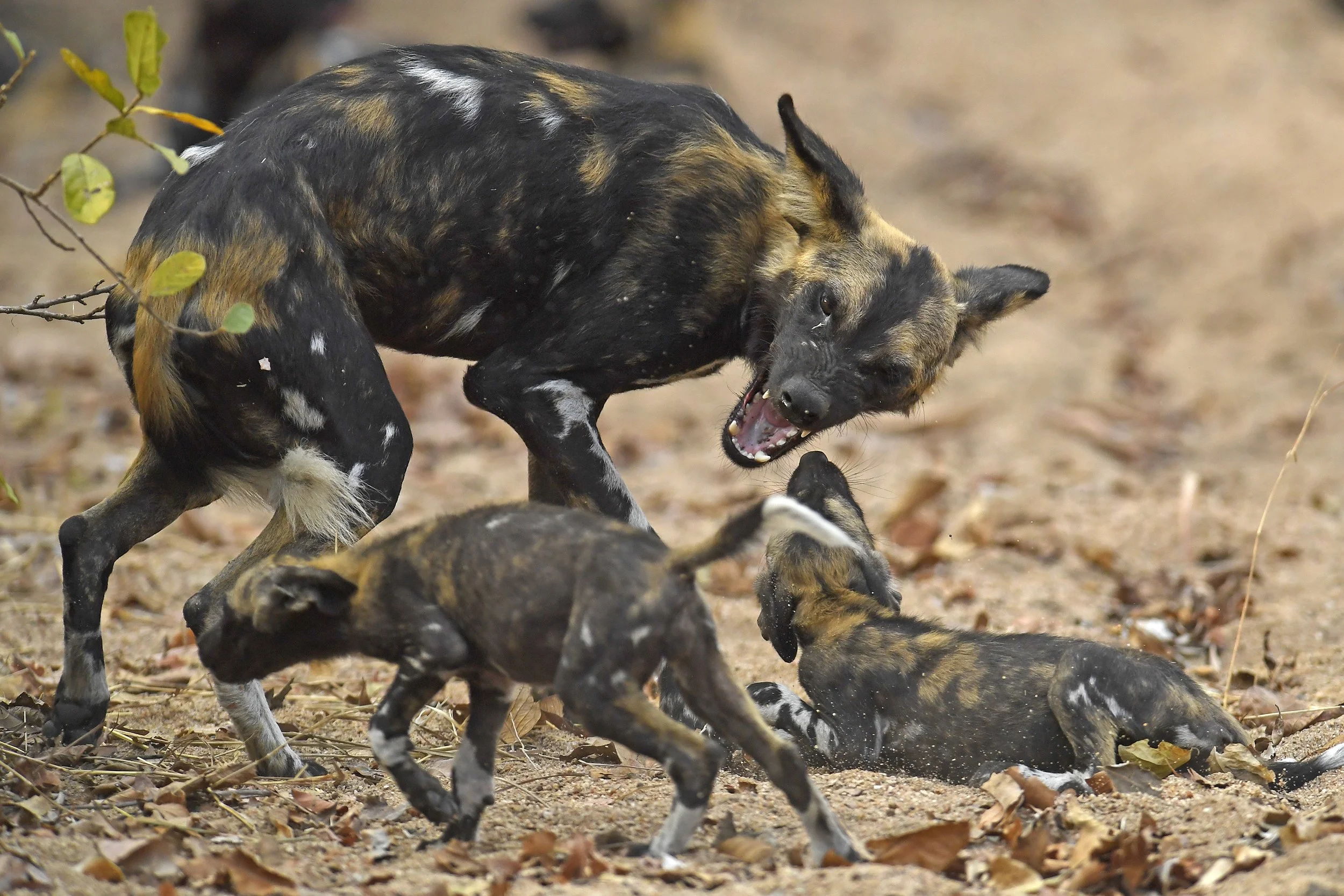 34__DSC6643©Thomas P. PESCHAK.jpg