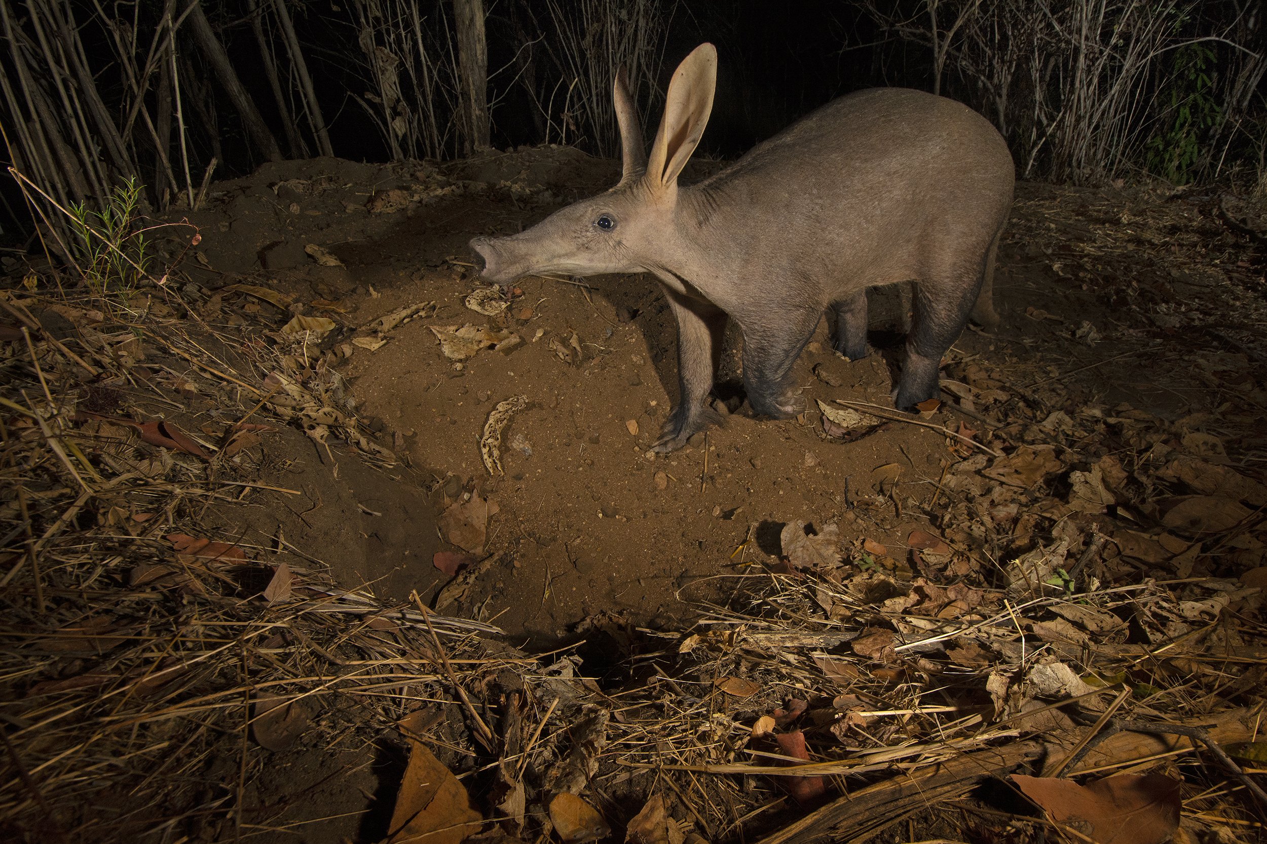 36_DSC_1382©Thomas P. PESCHAK.jpg