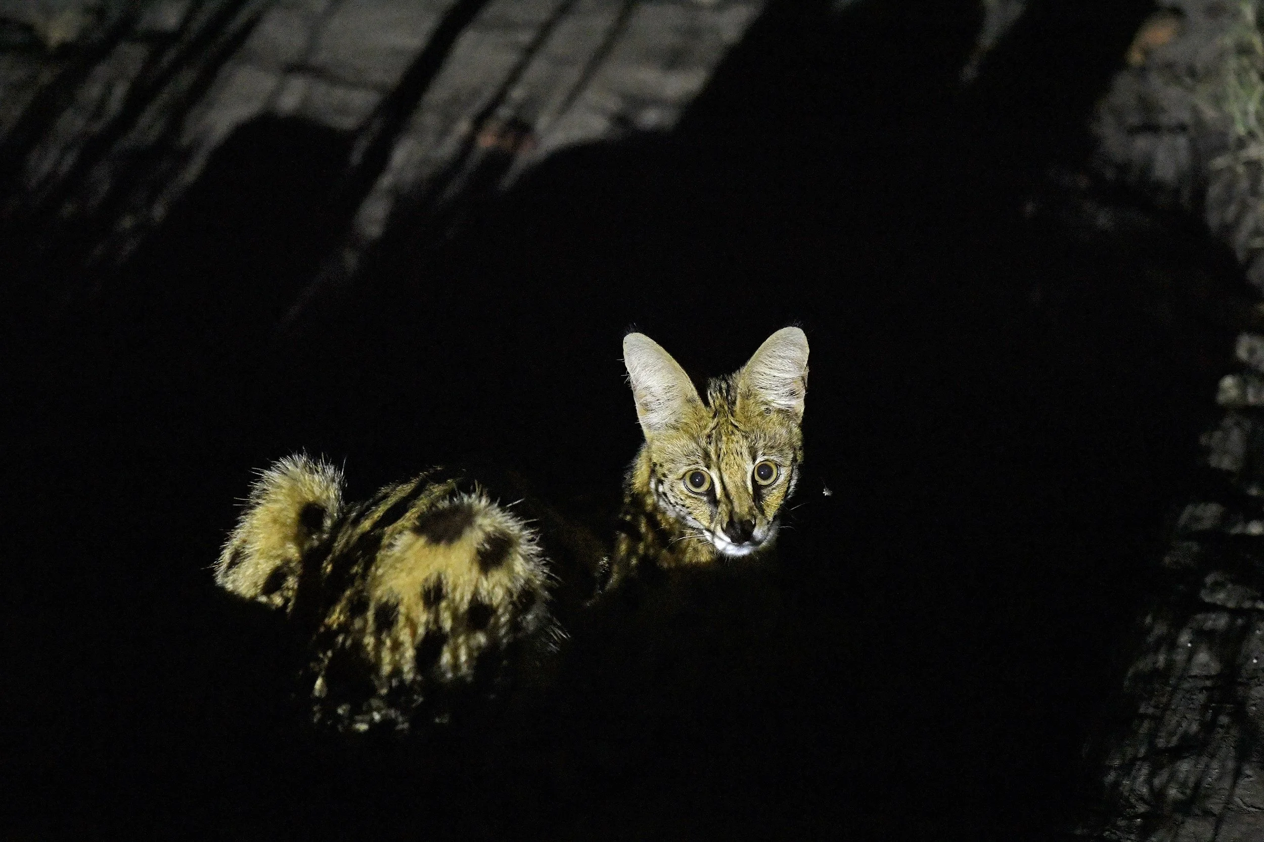 37_DSC_1839©Thomas P. PESCHAK.jpg