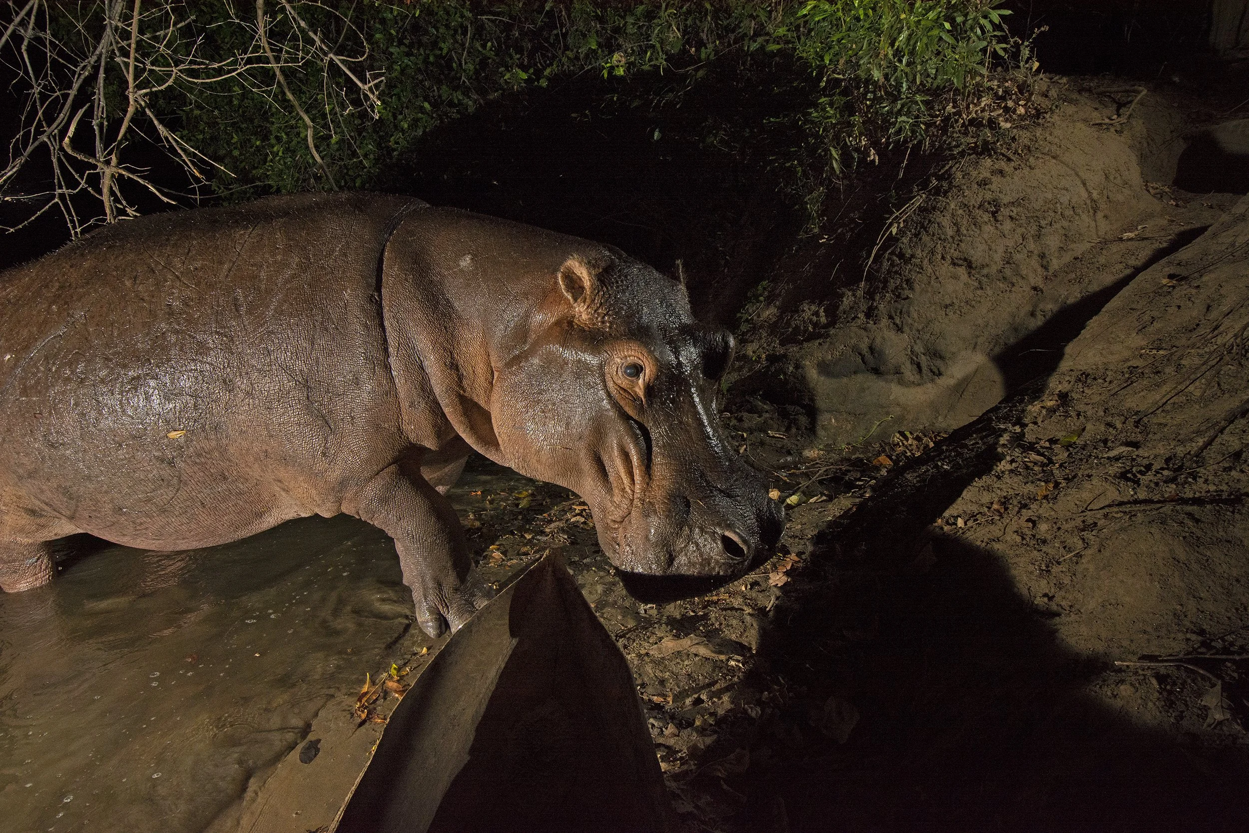 43__DSC2290-3©Thomas P. PESCHAK.jpg