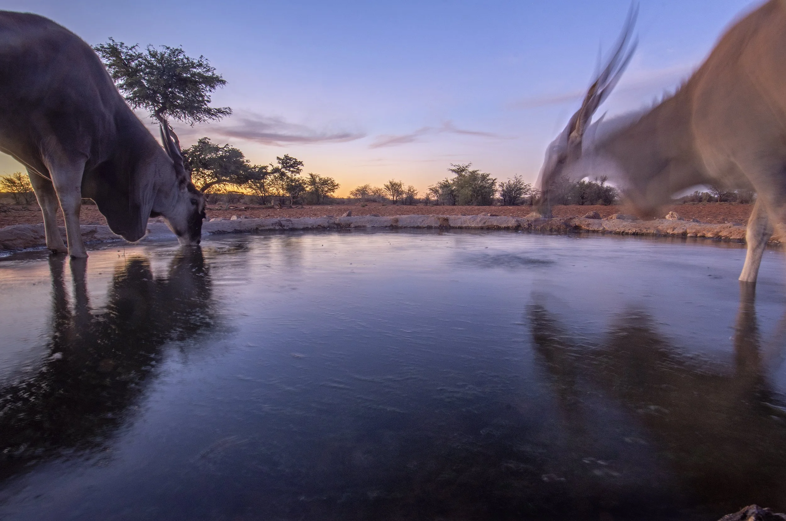 _DSC1075d©Thomas P. Peschak.jpg