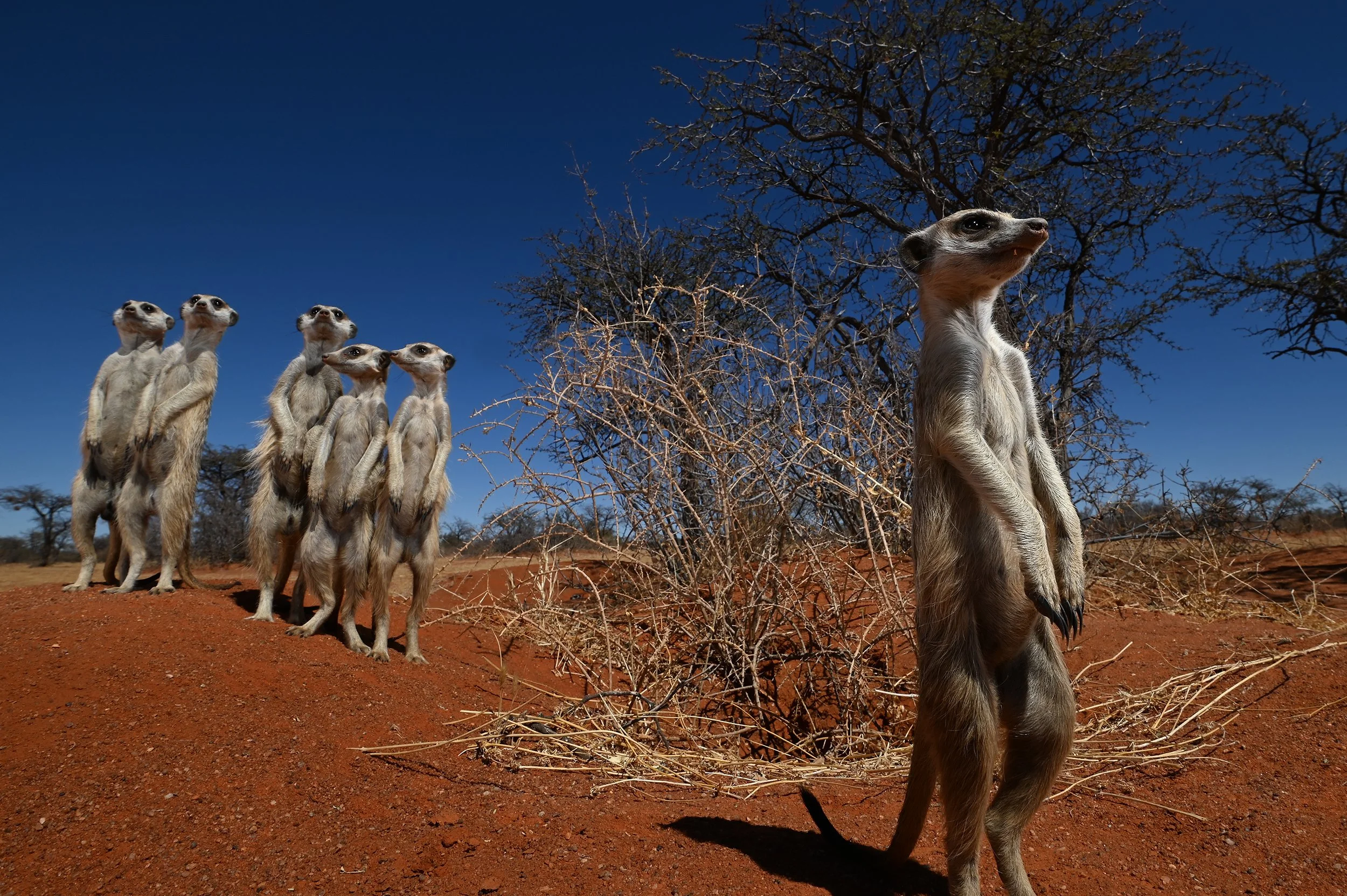 DSC_1012©Thomas P. Peschak.jpg