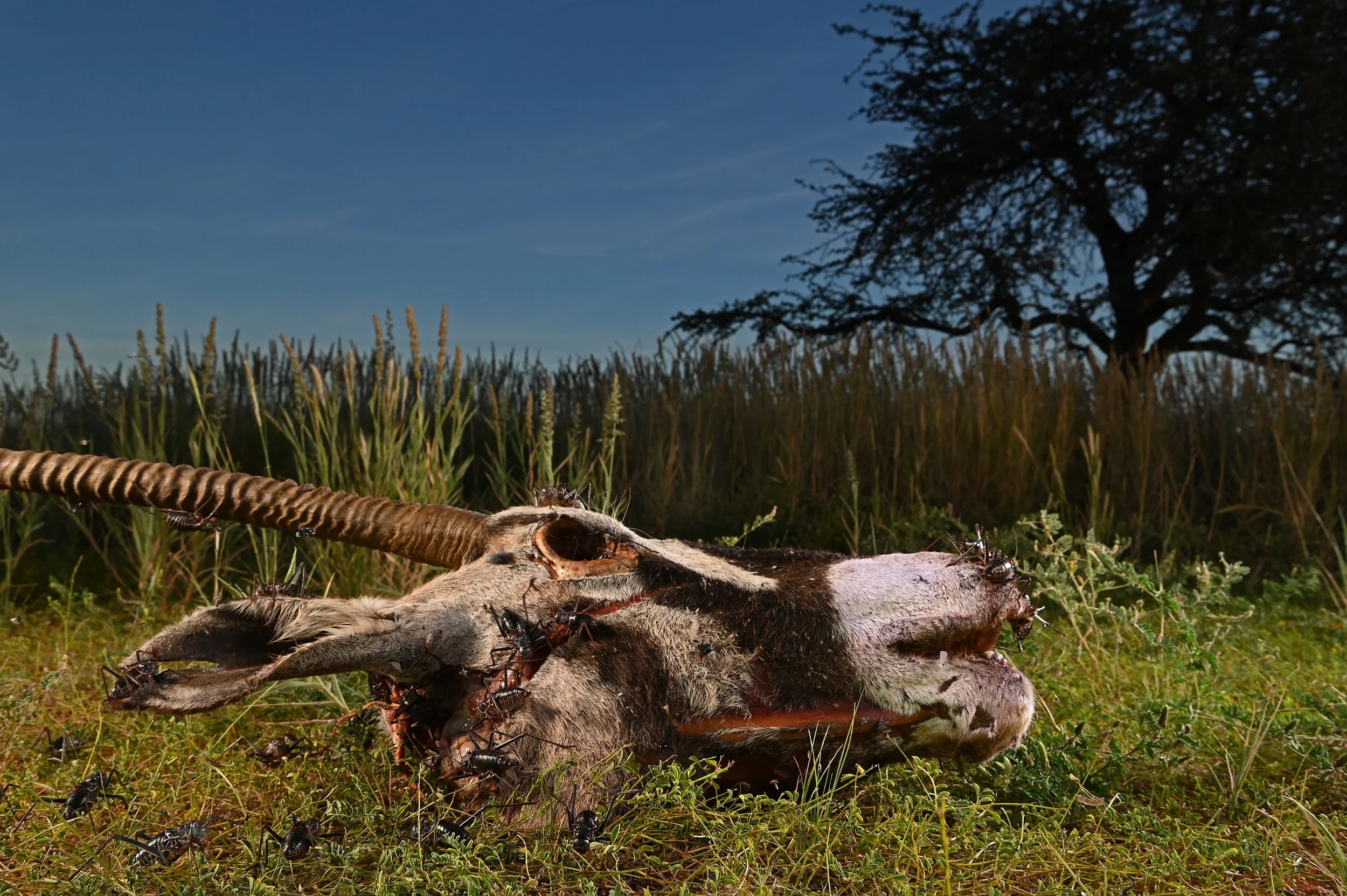 DSC_2466b@Thomas Peschak.jpg