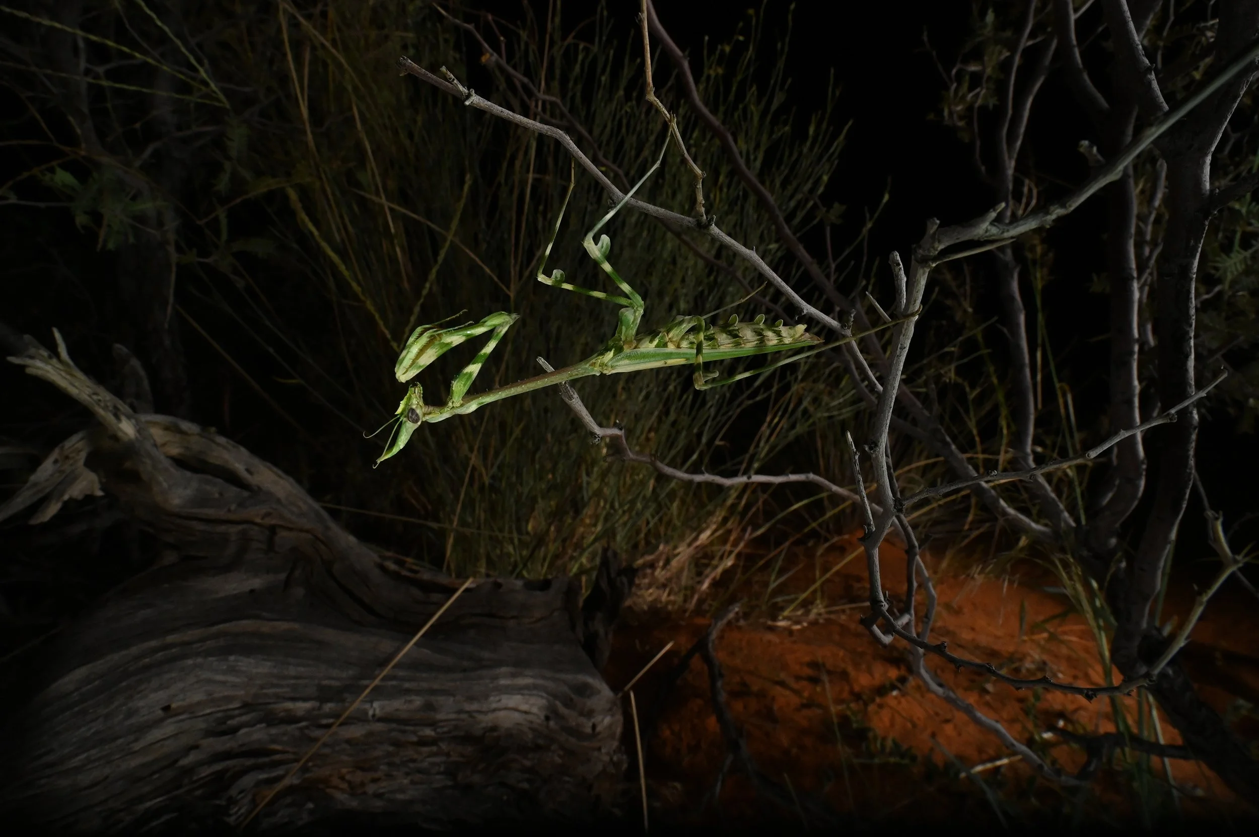 DSC_4661a@Thomas Peschak.jpg