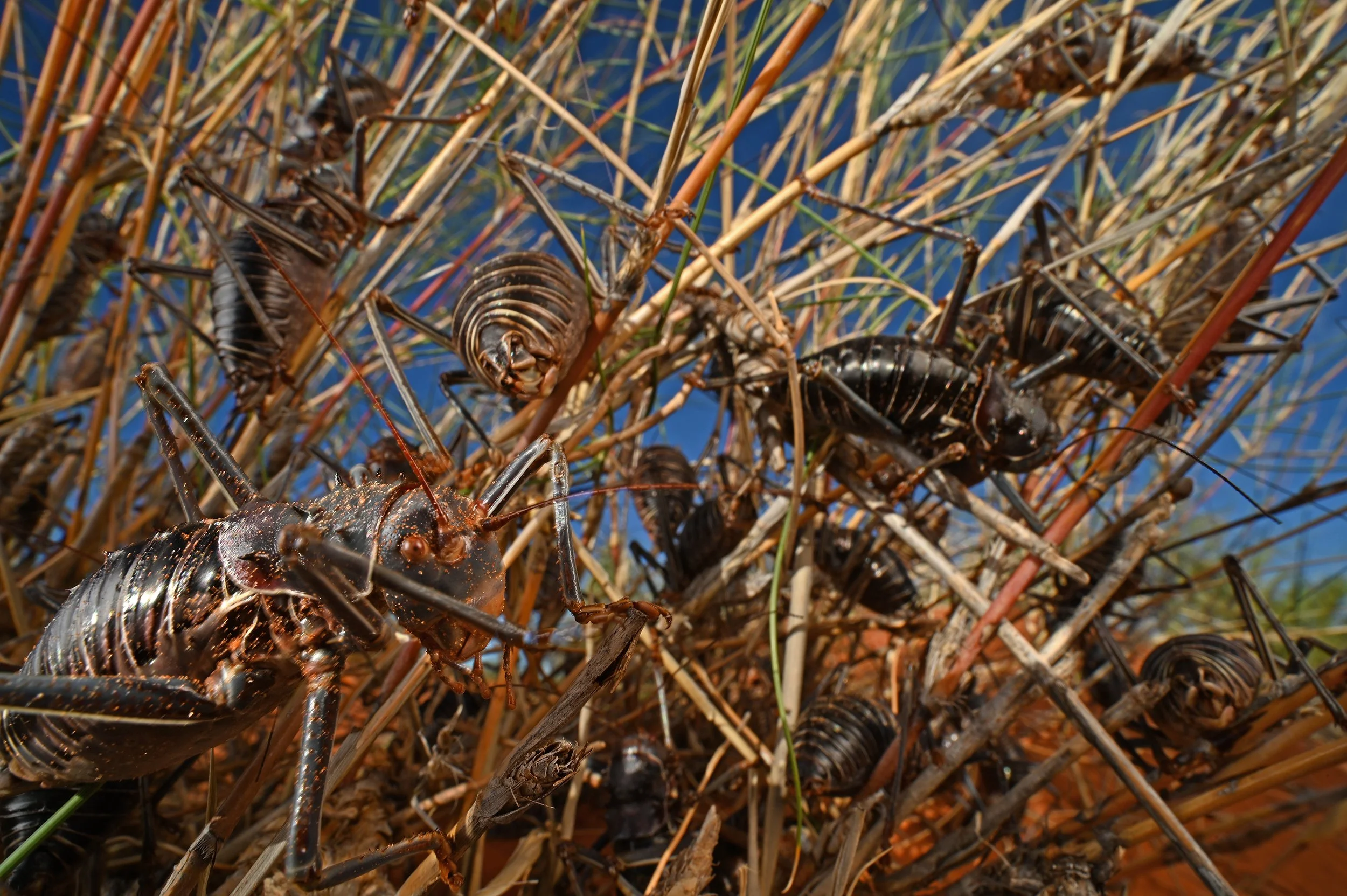 DSC_8295@Thomas Peschak.jpg