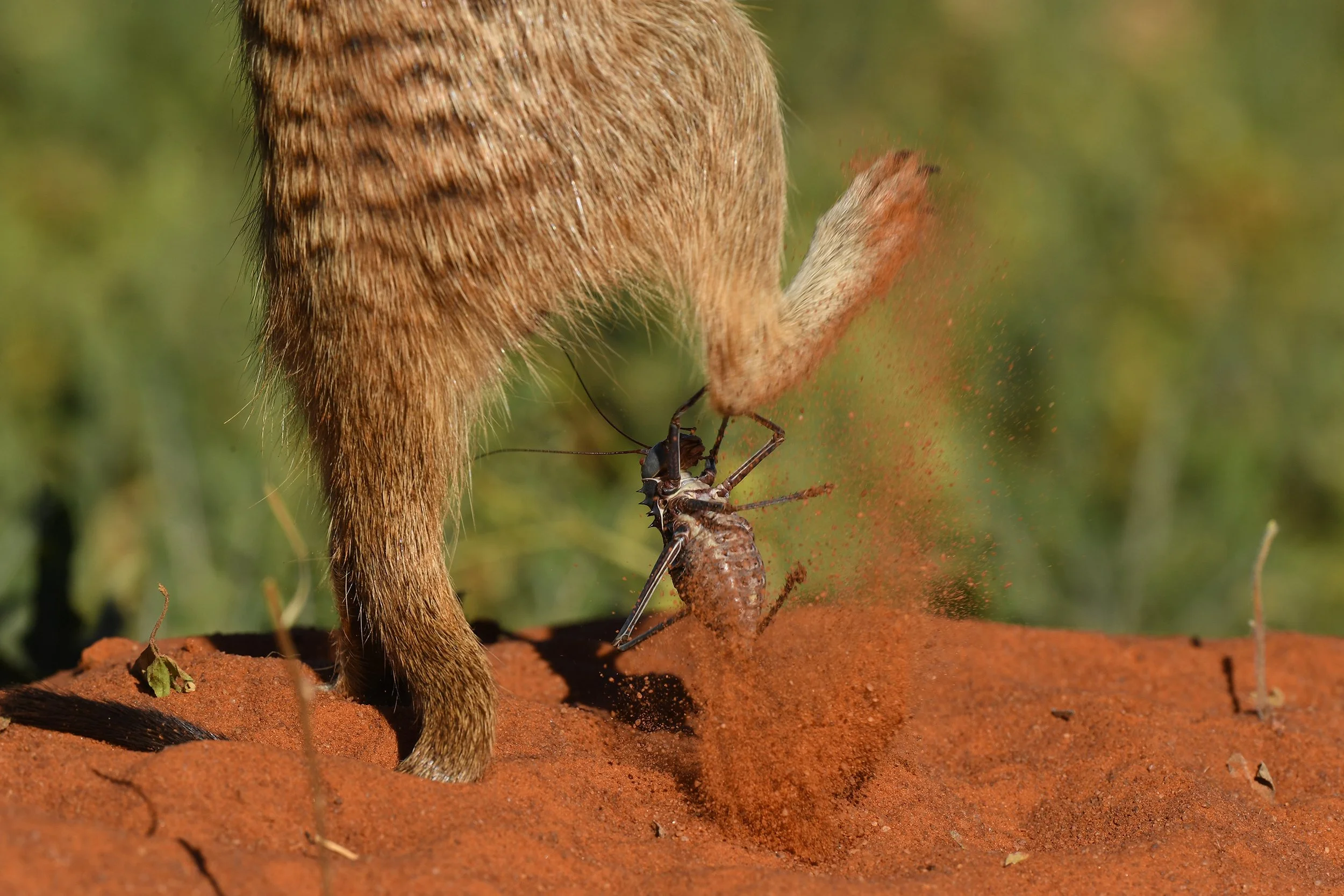 DSC_0638@Thomas Peschak.jpg