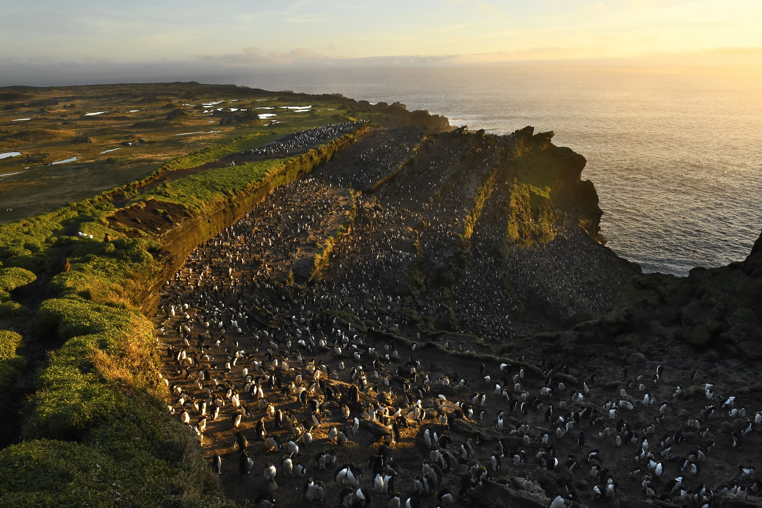  National Geographic Magazine Seabird Story MM8501 