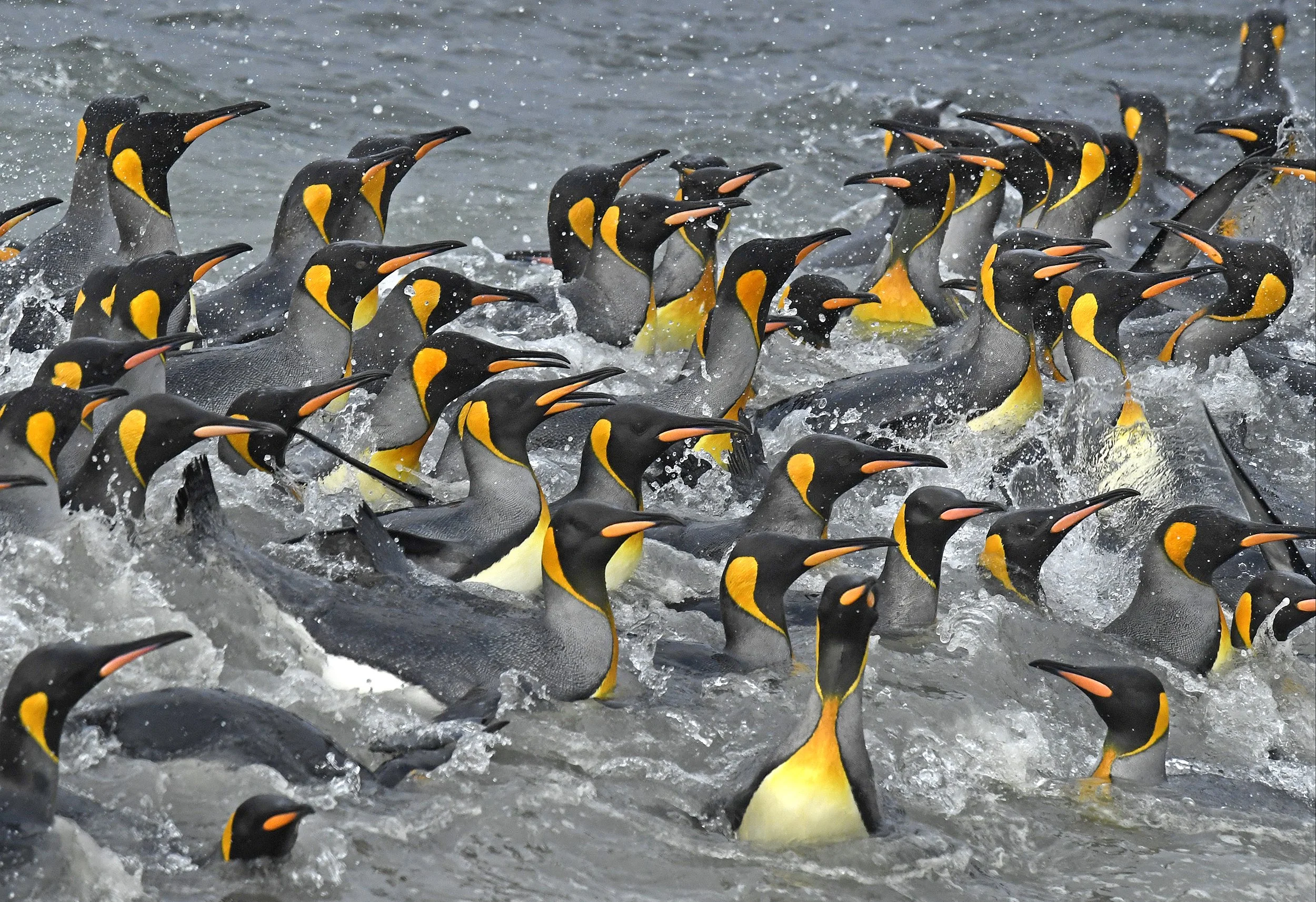  National Geographic Magazine Seabird Story MM8501 