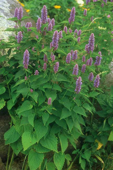 Hyssop